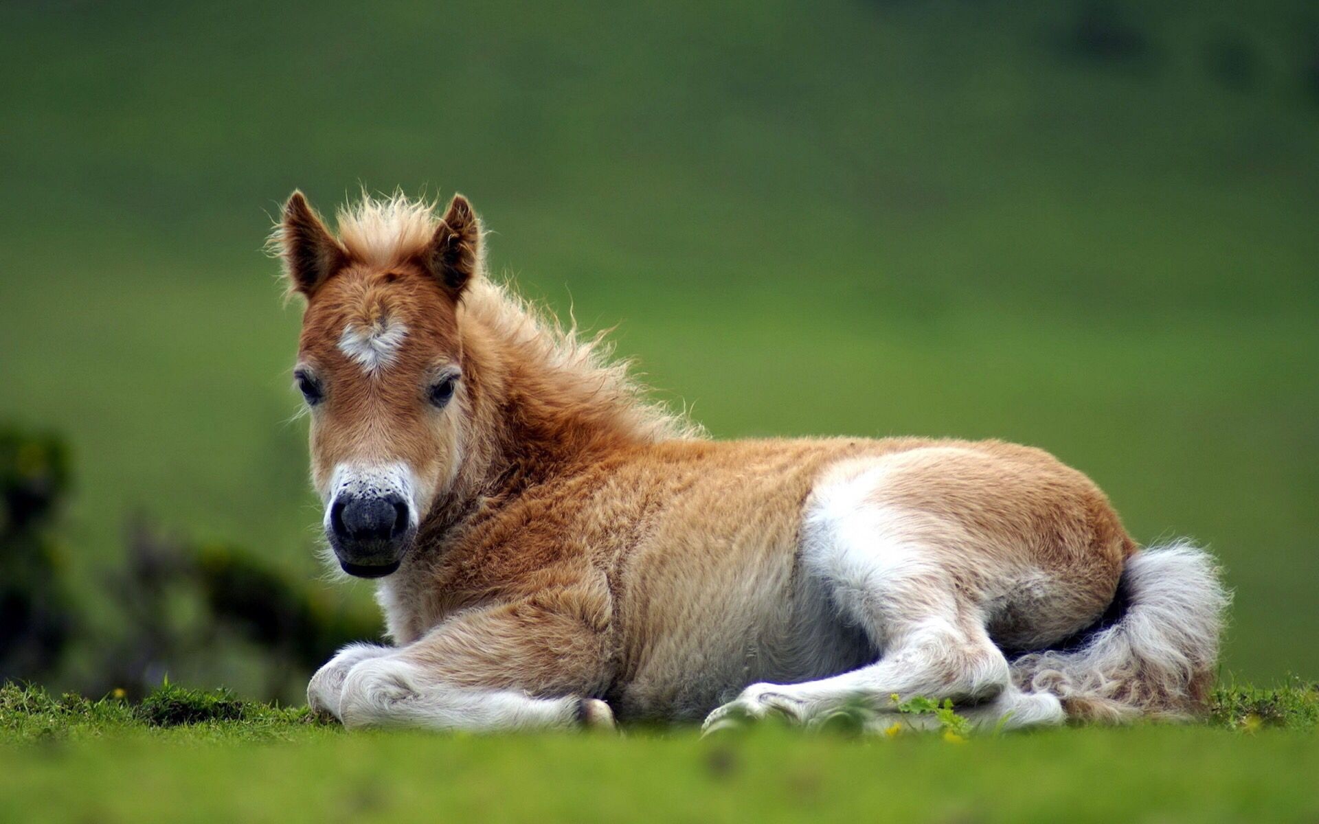 Baby horse, Farm Animals Wallpaper, 1920x1200 HD Desktop