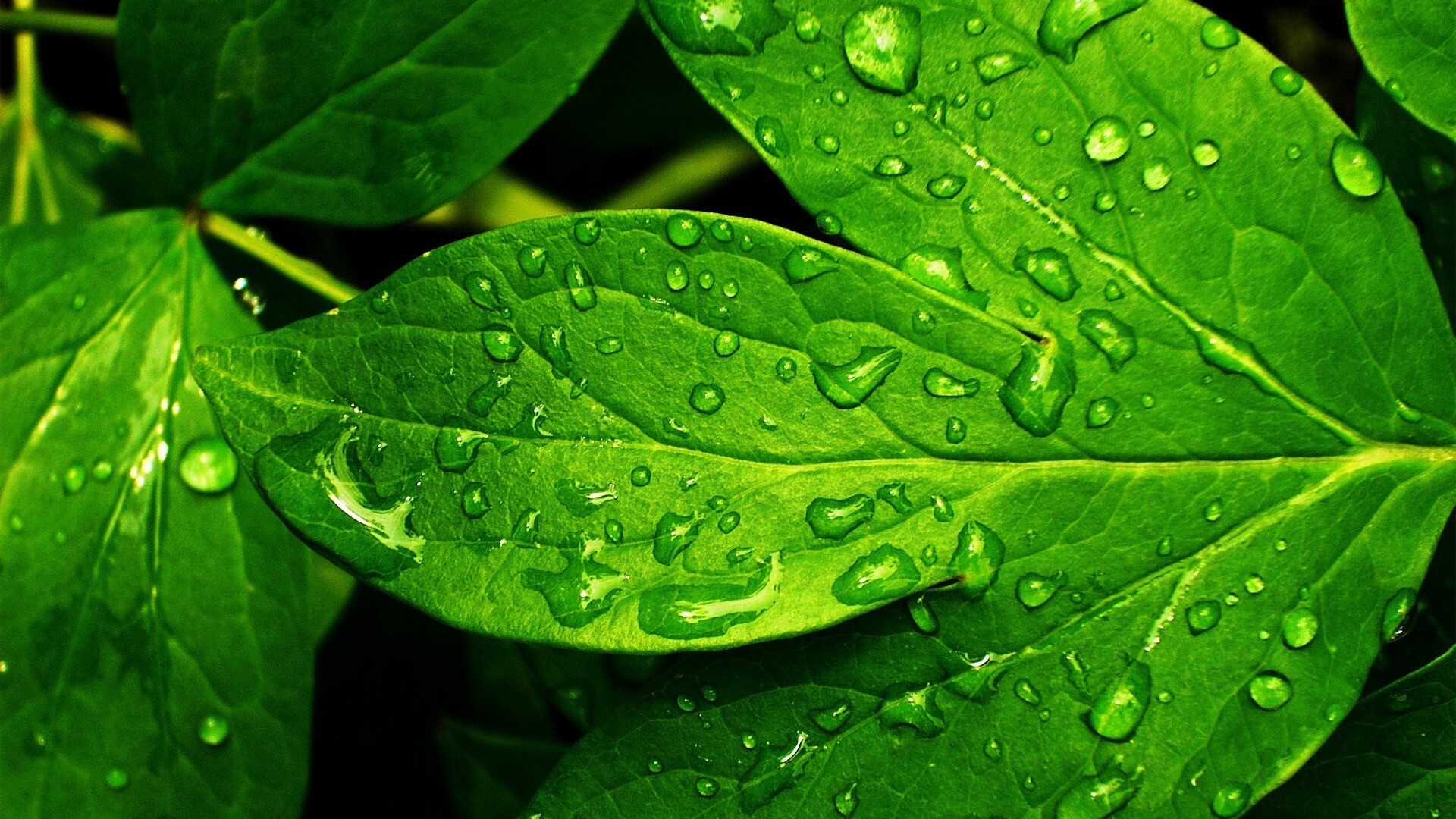 Green leaves HD wallpaper, Refreshing sight, Serene foliage, Nurturing nature, 1920x1080 Full HD Desktop