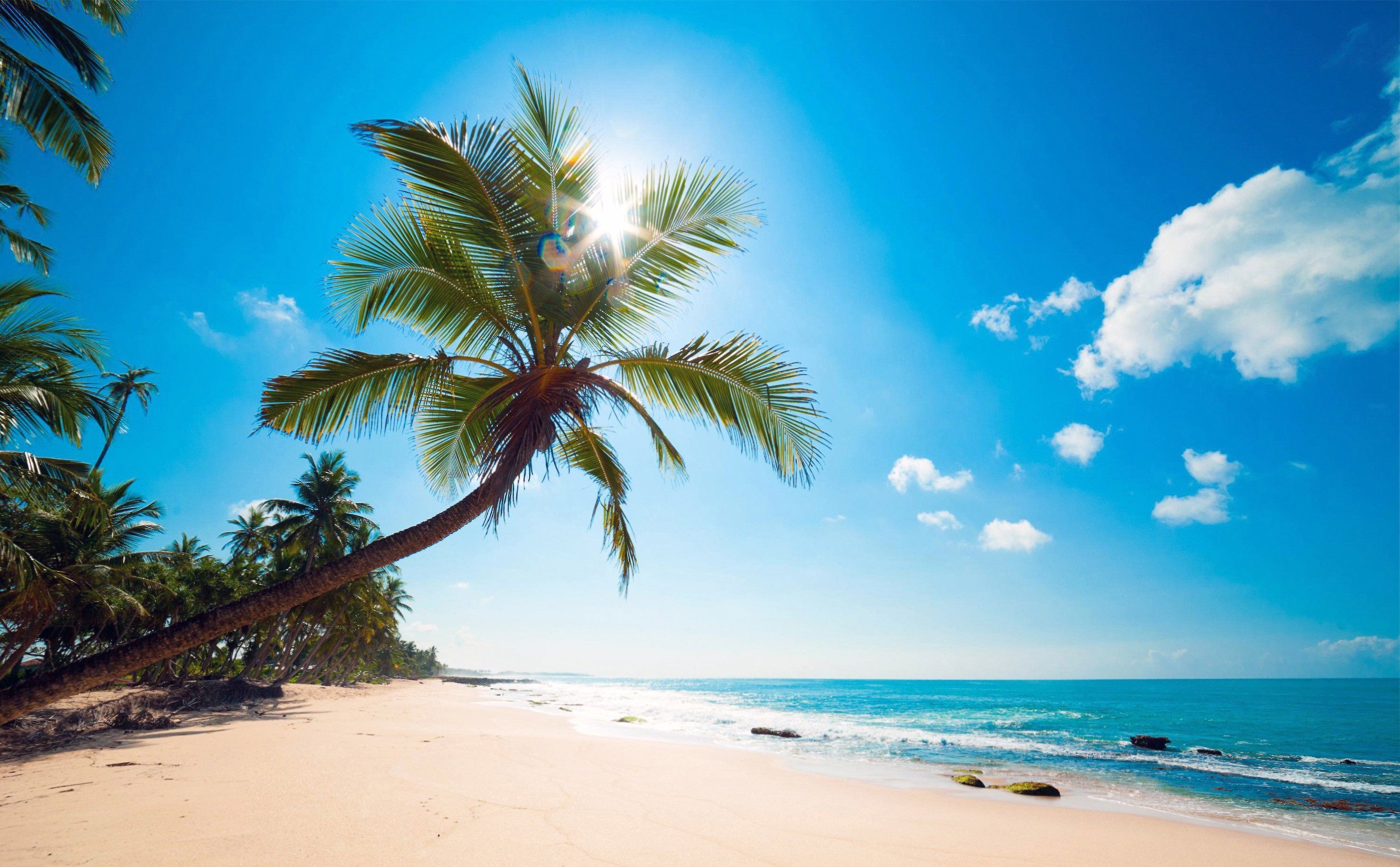 Leaning coconut palm tree, Tropical white sand beach, Turquoise ocean with sunburst, HD Desktop wallpaper
