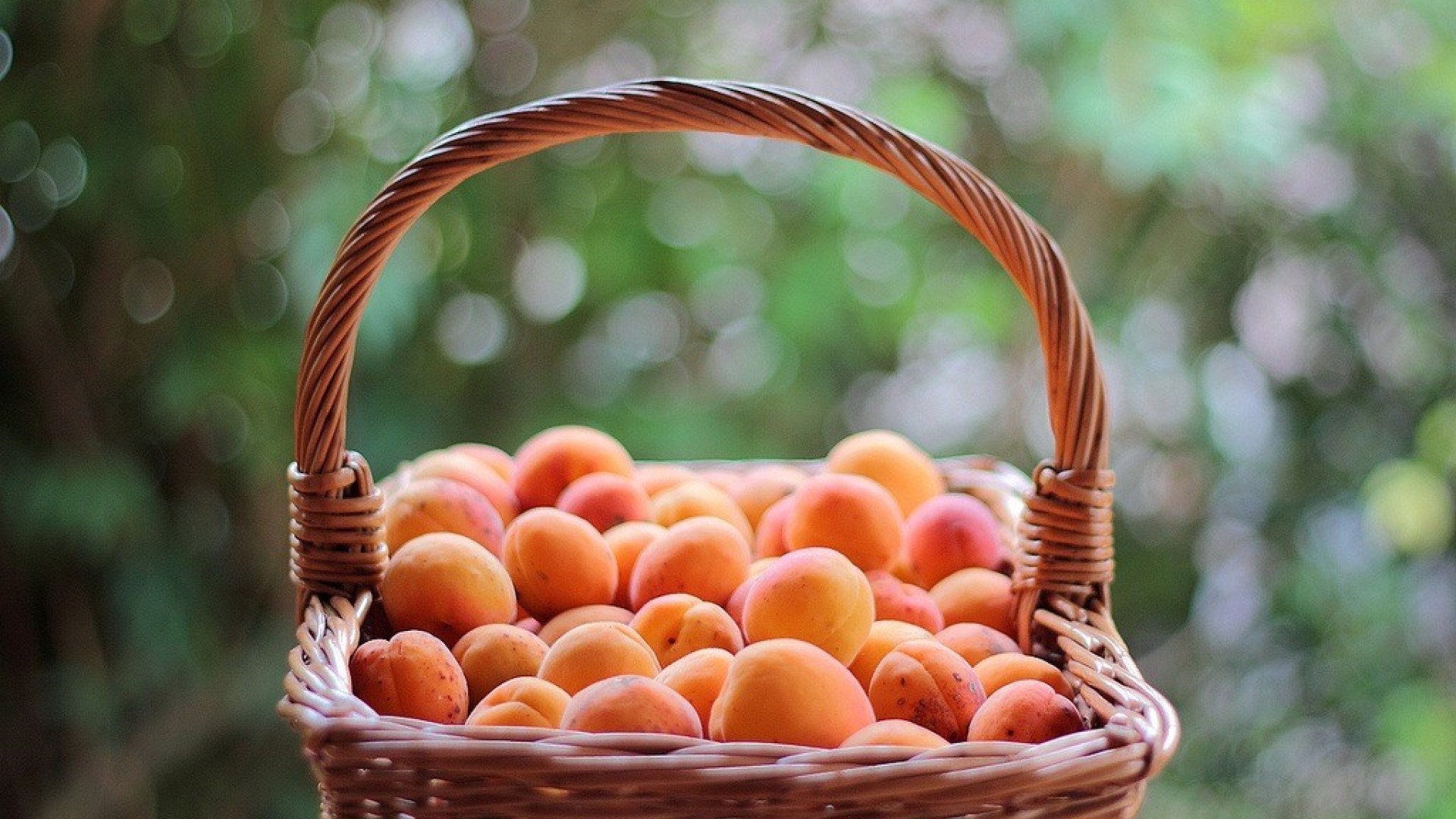 Basket apricots, Wallpaper 23844, 1920x1080 Full HD Desktop