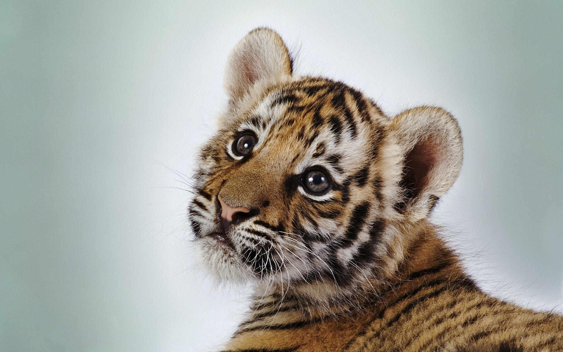 Tiger cub chaos, Playful feline, Energetic wallpaper, Dynamic scene, 1920x1200 HD Desktop