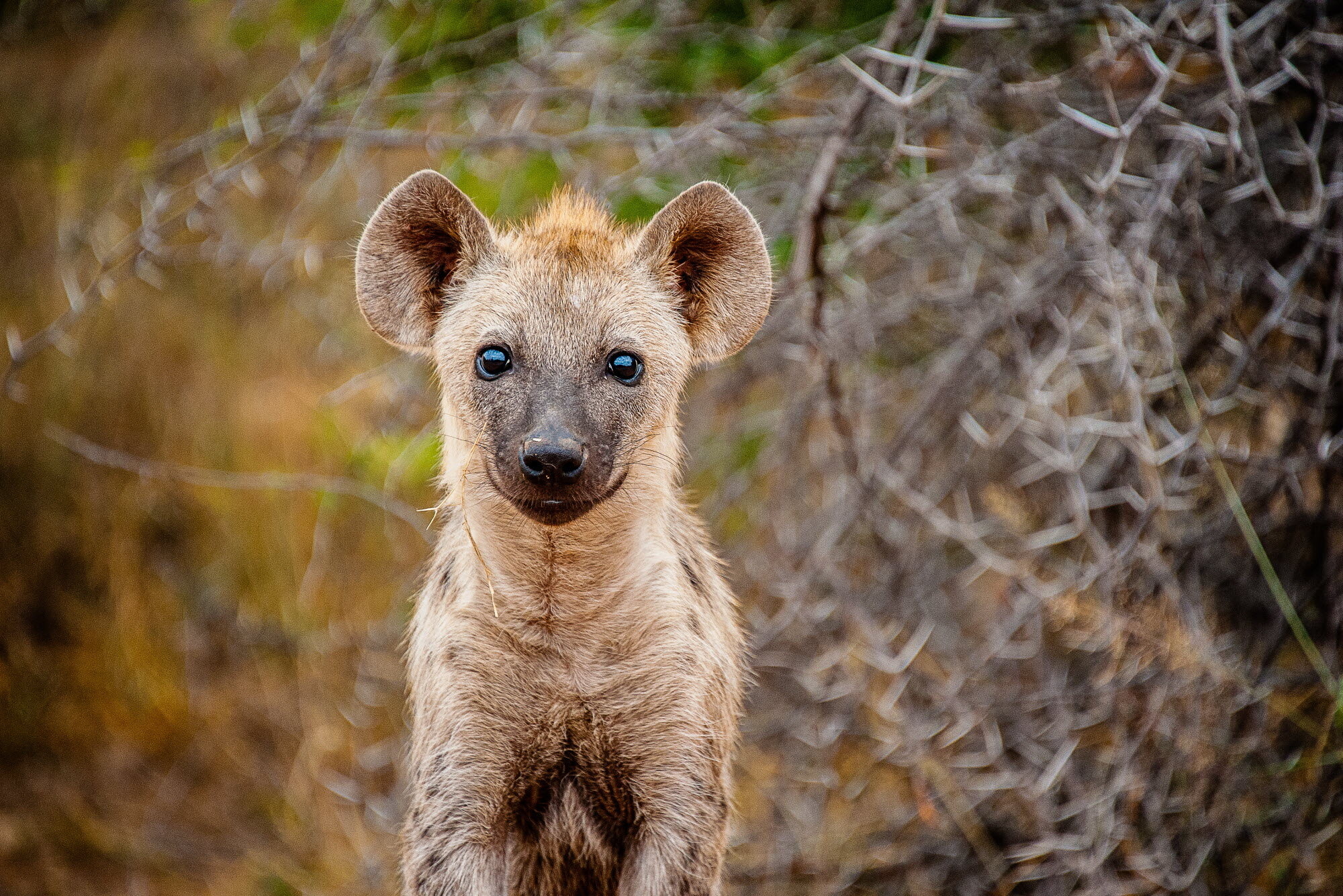 Hyena, Amazing Facts, Wild Tomorrow Fund, 2000x1340 HD Desktop