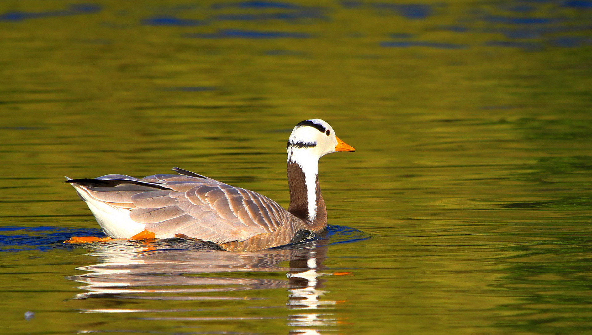 Ultra HD wallpaper, 4K resolution, Goose's beauty, Amazing backdrop, 1920x1090 HD Desktop