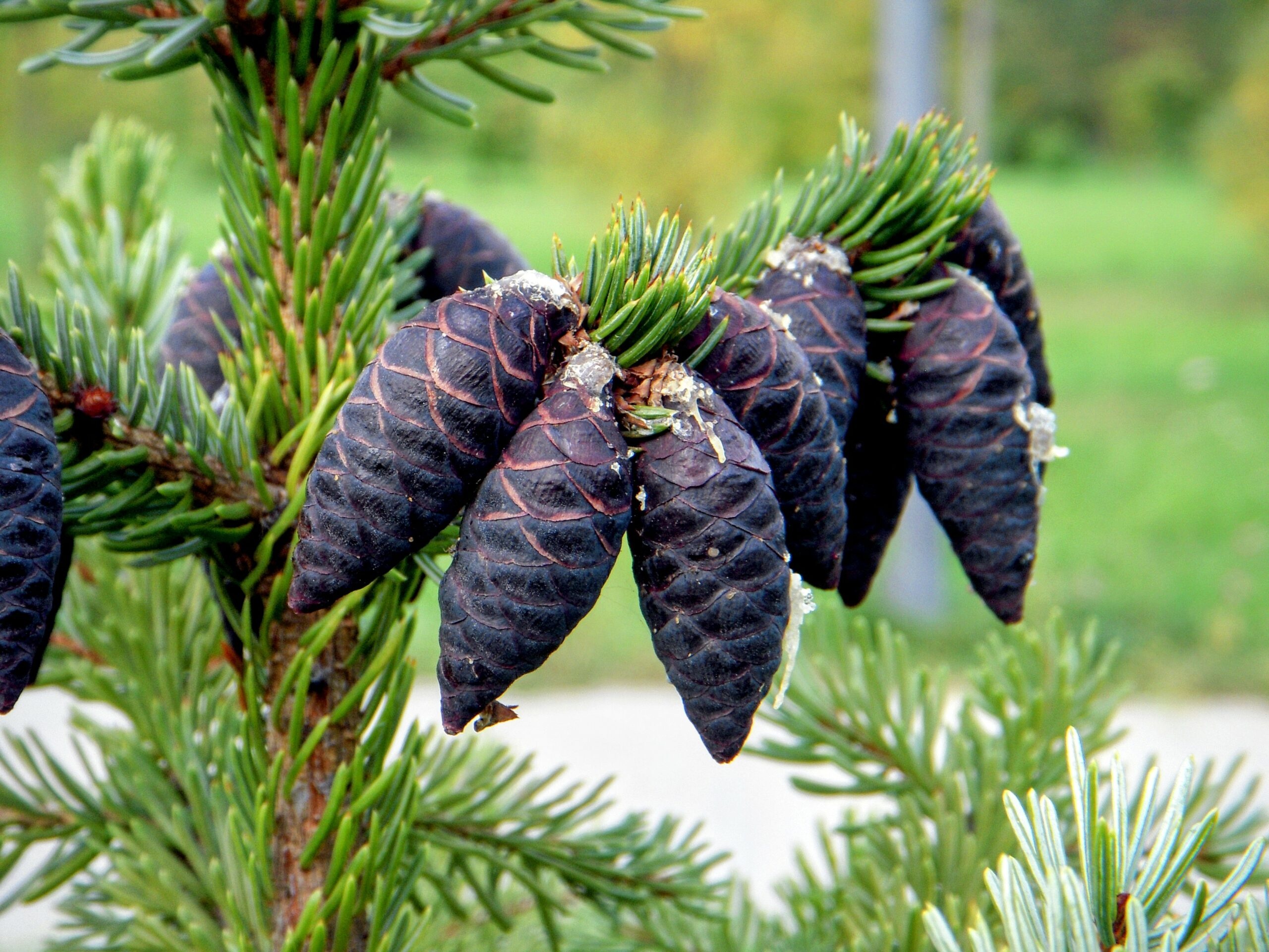 Endangered black spruce, Arctic wildfires, Ecosystem impact, Conservation efforts, 2560x1920 HD Desktop