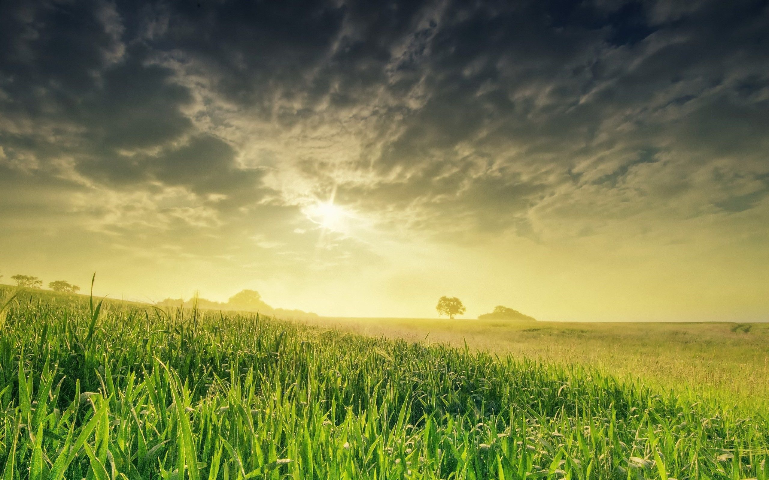 Grass field wallpapers, Vibrant meadows, Natural landscapes, Serene scenes, 2560x1600 HD Desktop