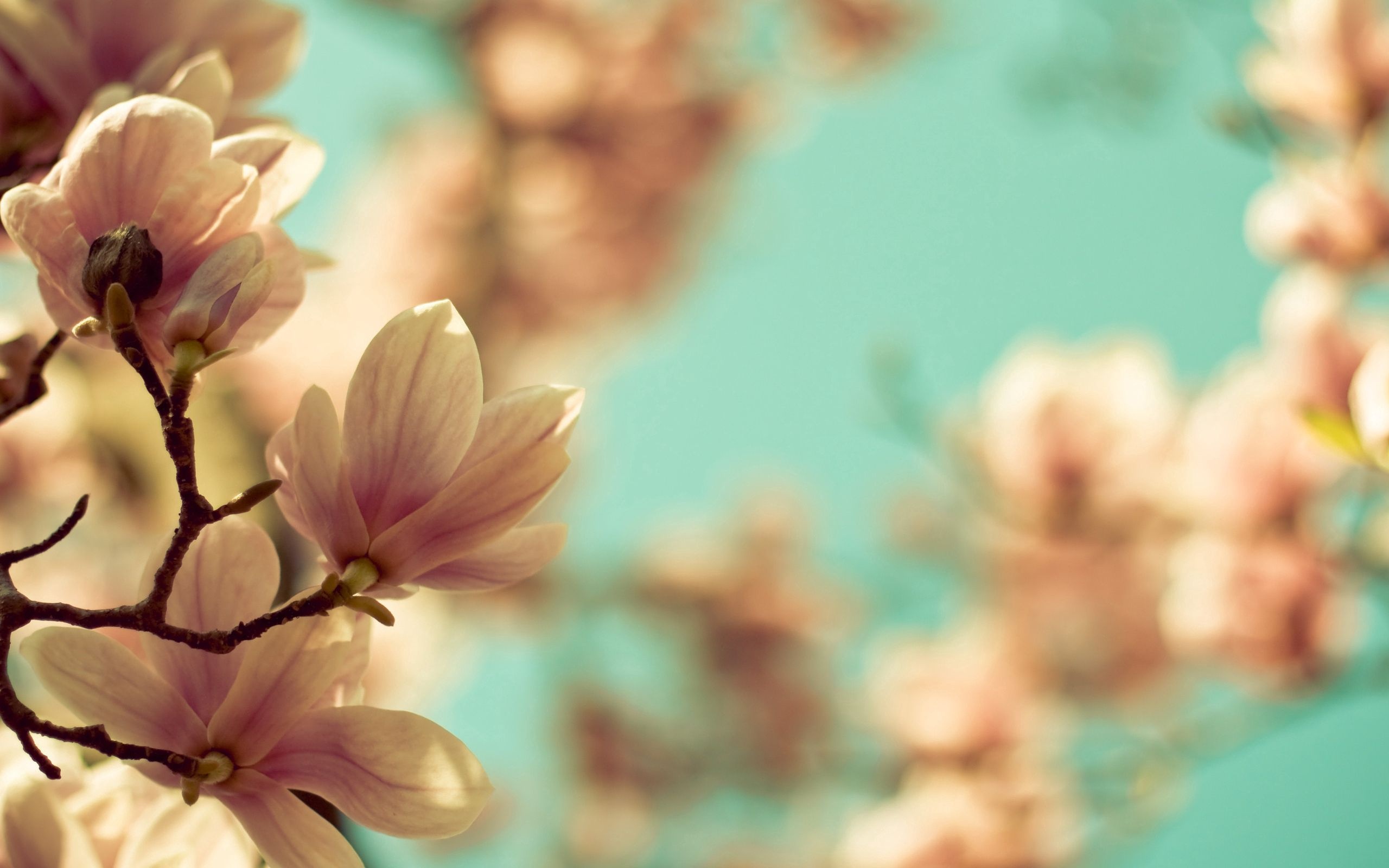 Magnolia Tree, Download, 2560x1600 HD Desktop