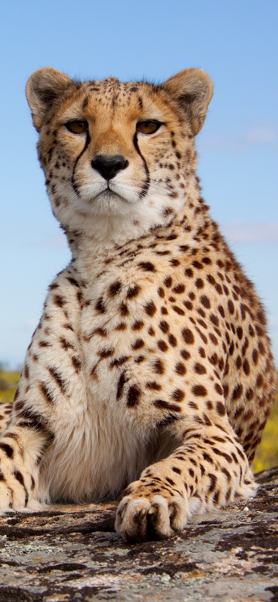 Animal Cheetah Wallpaper 1920x1080 3D Wallpaper Mural Bedroom Adults Animal Cheetah Wallpaper 1920x1080 3D Wallpaper Mural Bedroom Adults