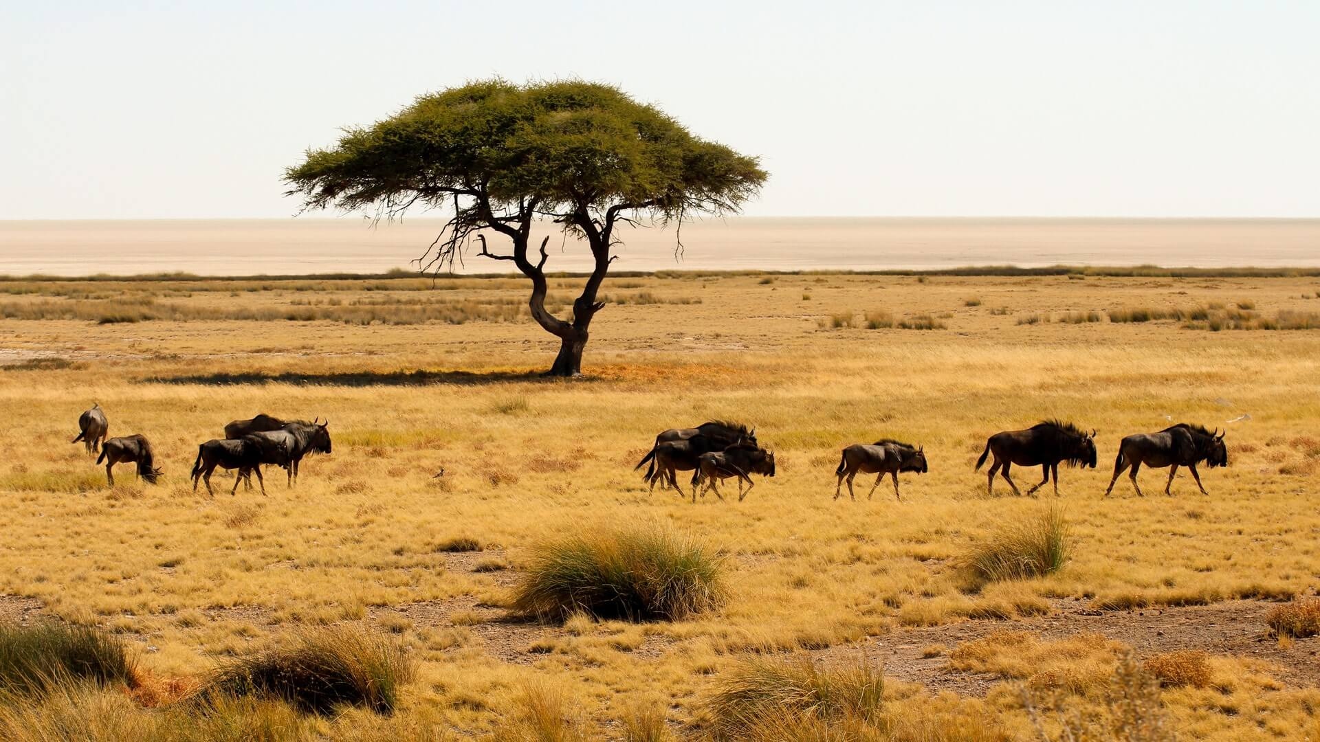 Etosha National Park, African wildlife sanctuary, Southern African adventure, Wohnmobilurlaub, 1920x1080 Full HD Desktop