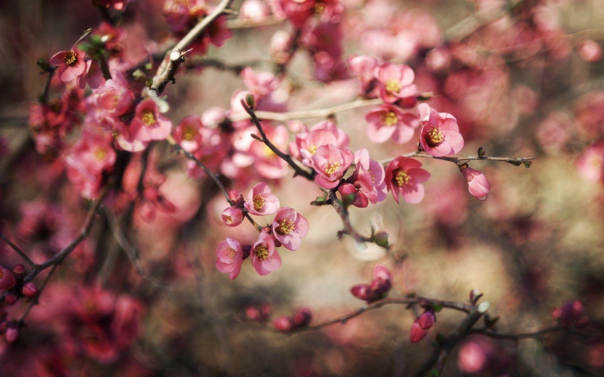 Flowering quince blossoms, Pink floral branches, Soft spring bokeh, HD Desktop wallpaper