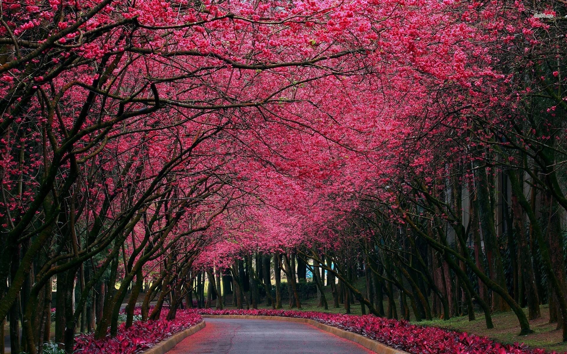 Blooming cherry blossom canopy, Paved park road, Magenta flower borders, HD Desktop wallpaper