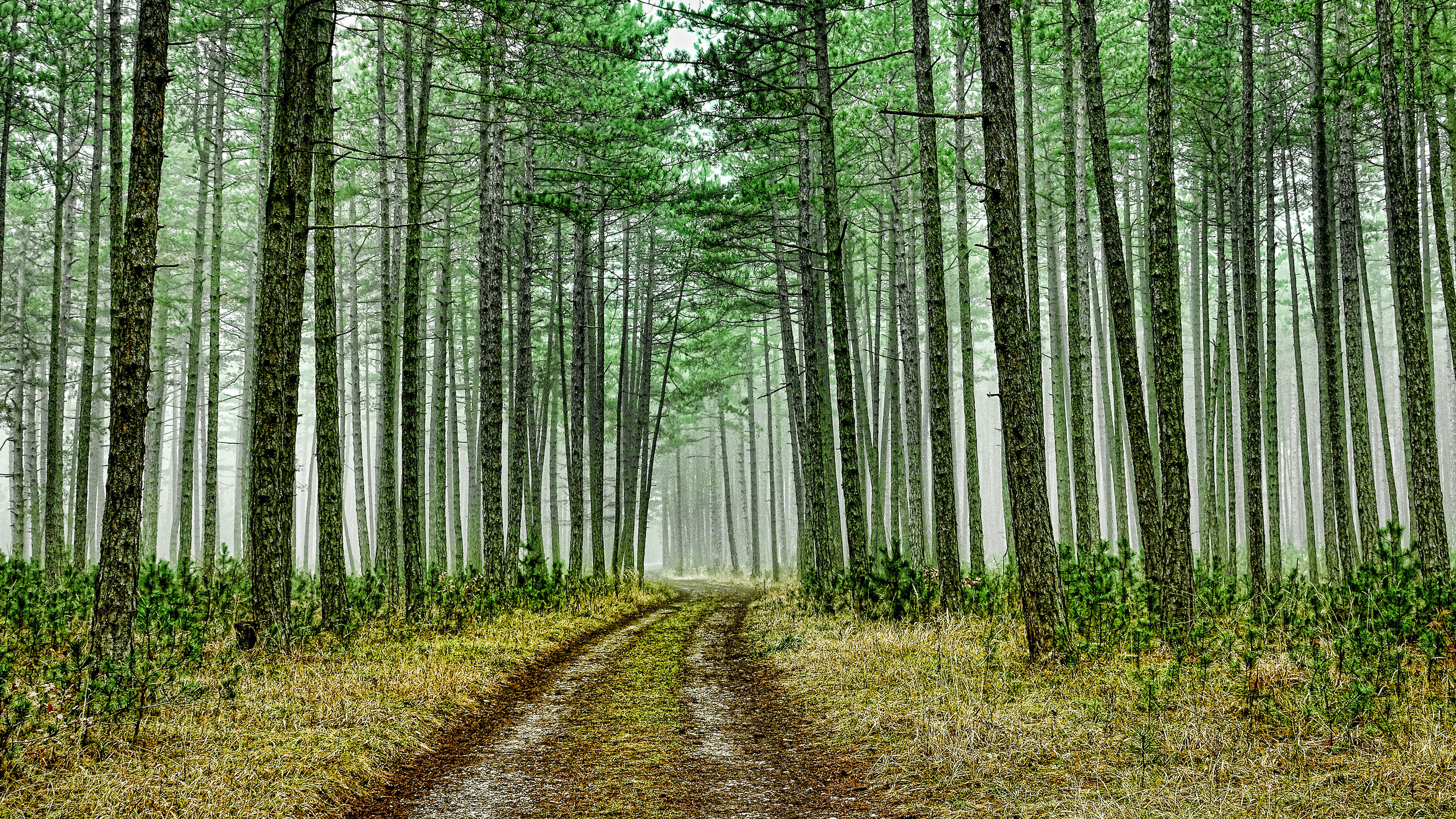 Green forest road, Nature's path, Serpentine trail, Journey through trees, 3840x2160 4K Desktop