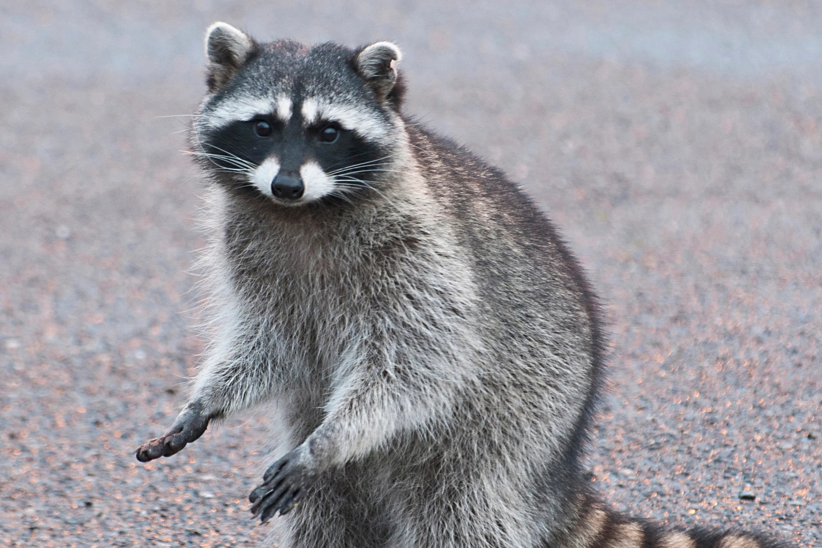 Skyscraper climber, Adventurous raccoon, Perseverance, Urban legend, 2850x1900 HD Desktop