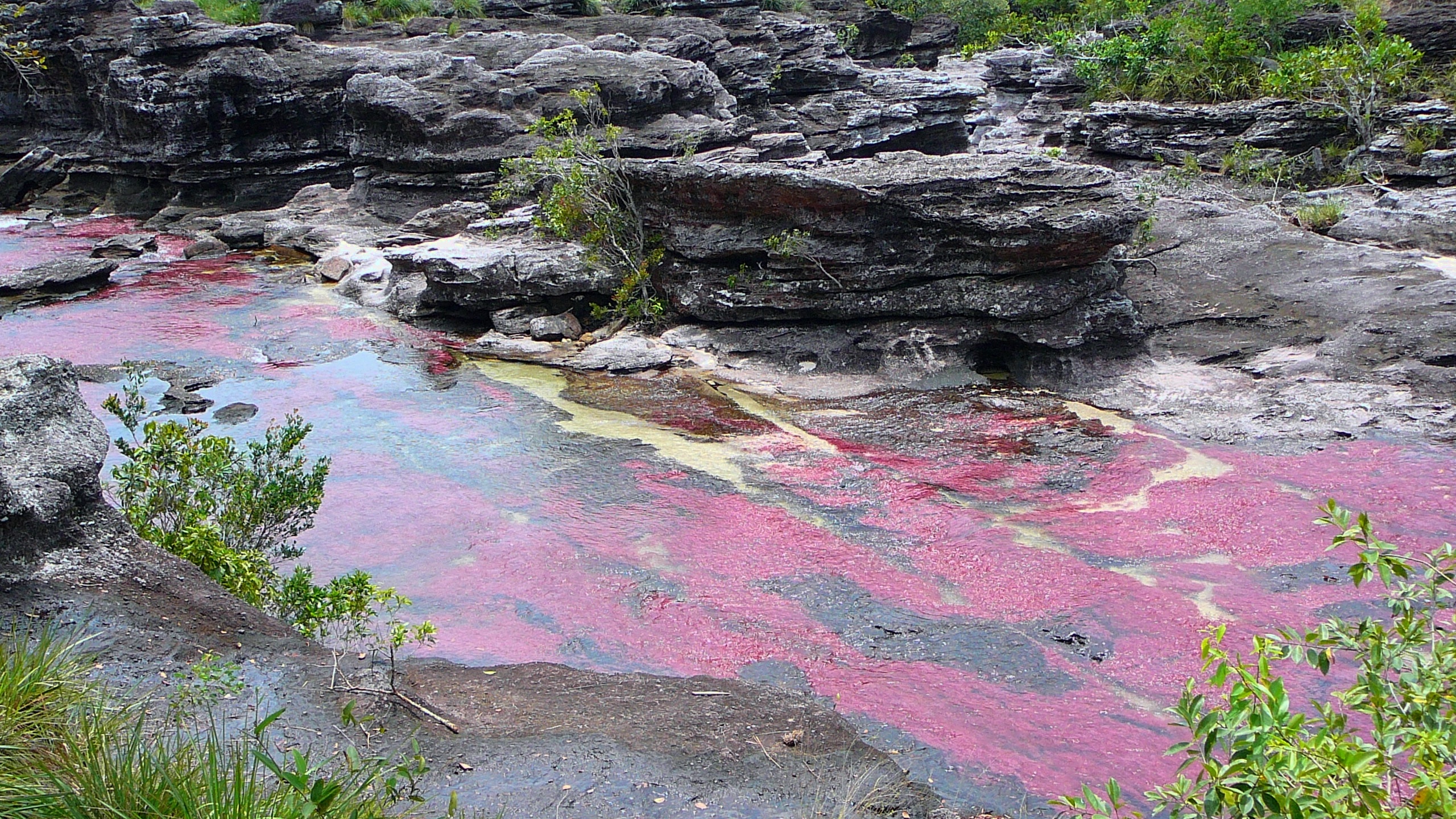 Serrania de la Macarena, Cao Cristales, HD wallpaper, Background, 2560x1440 HD Desktop