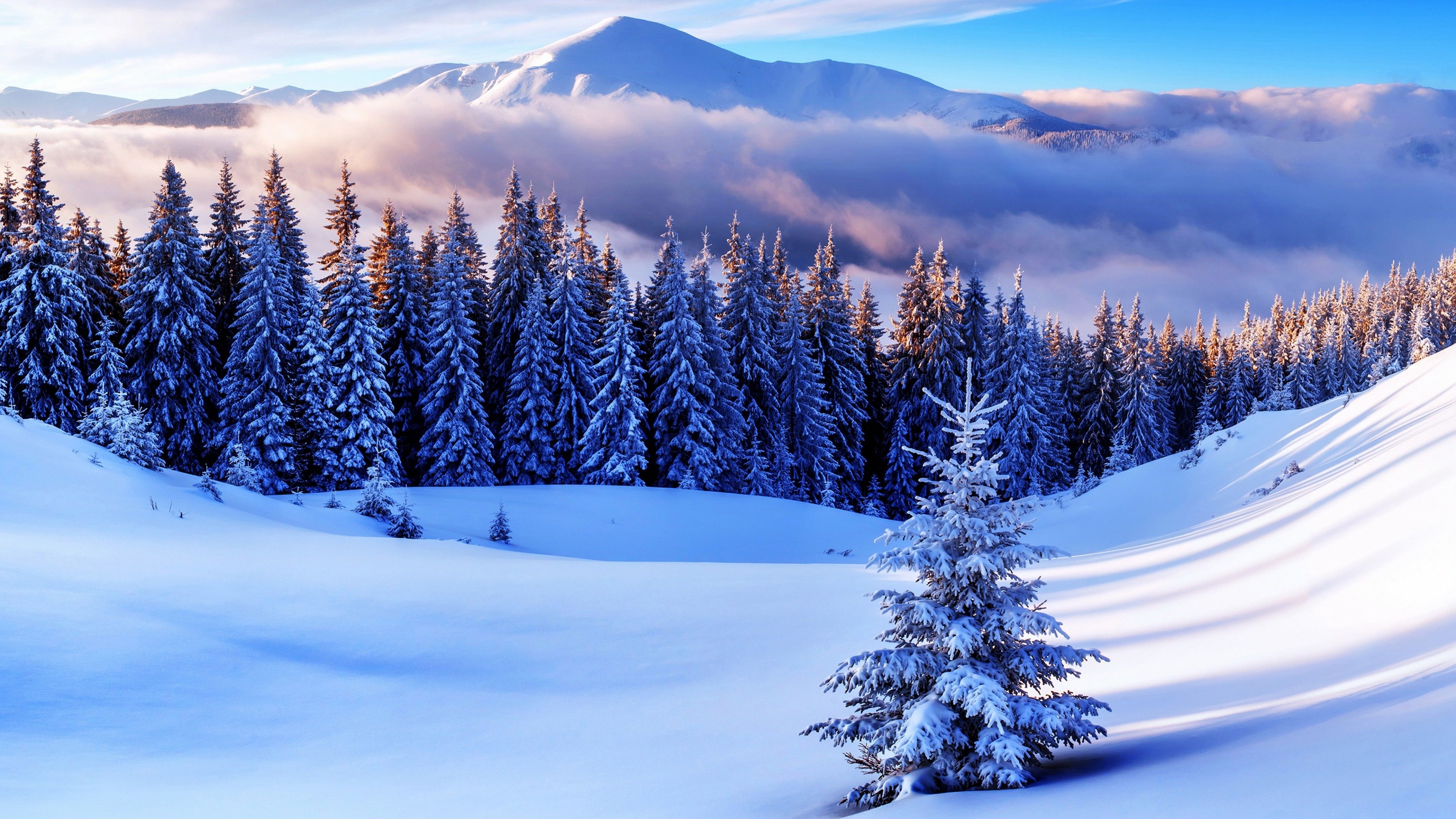 snow-covered pine forest, snow-capped mountain peak, lone snowy spruce tree, 4K Desktop wallpaper