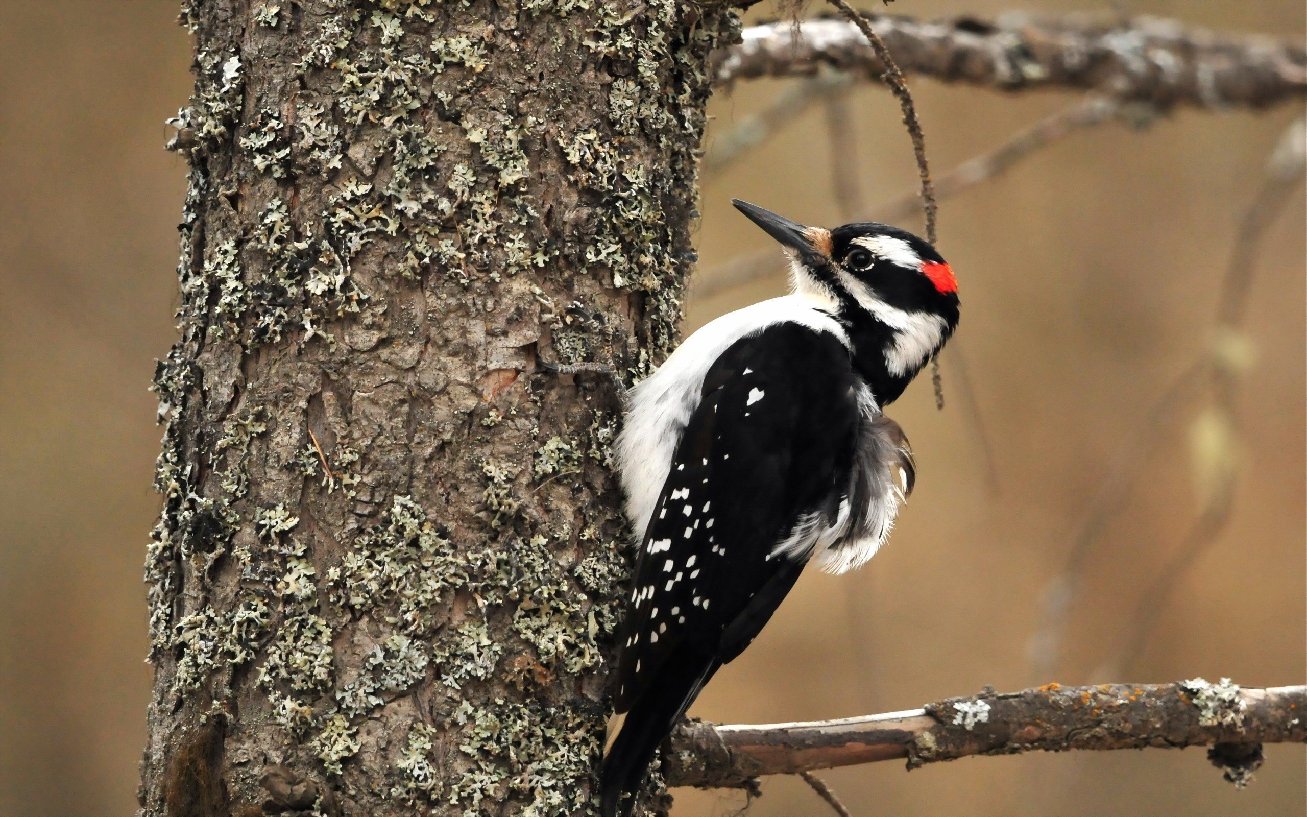 The hairy, Woodpecker Wallpaper, 2560x1600 HD Desktop