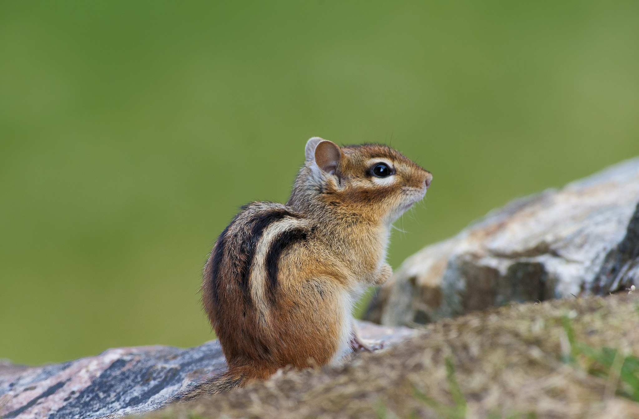 Chipmunk, Furry cutie, HD wallpaper, Nature's marvel, 2050x1350 HD Desktop