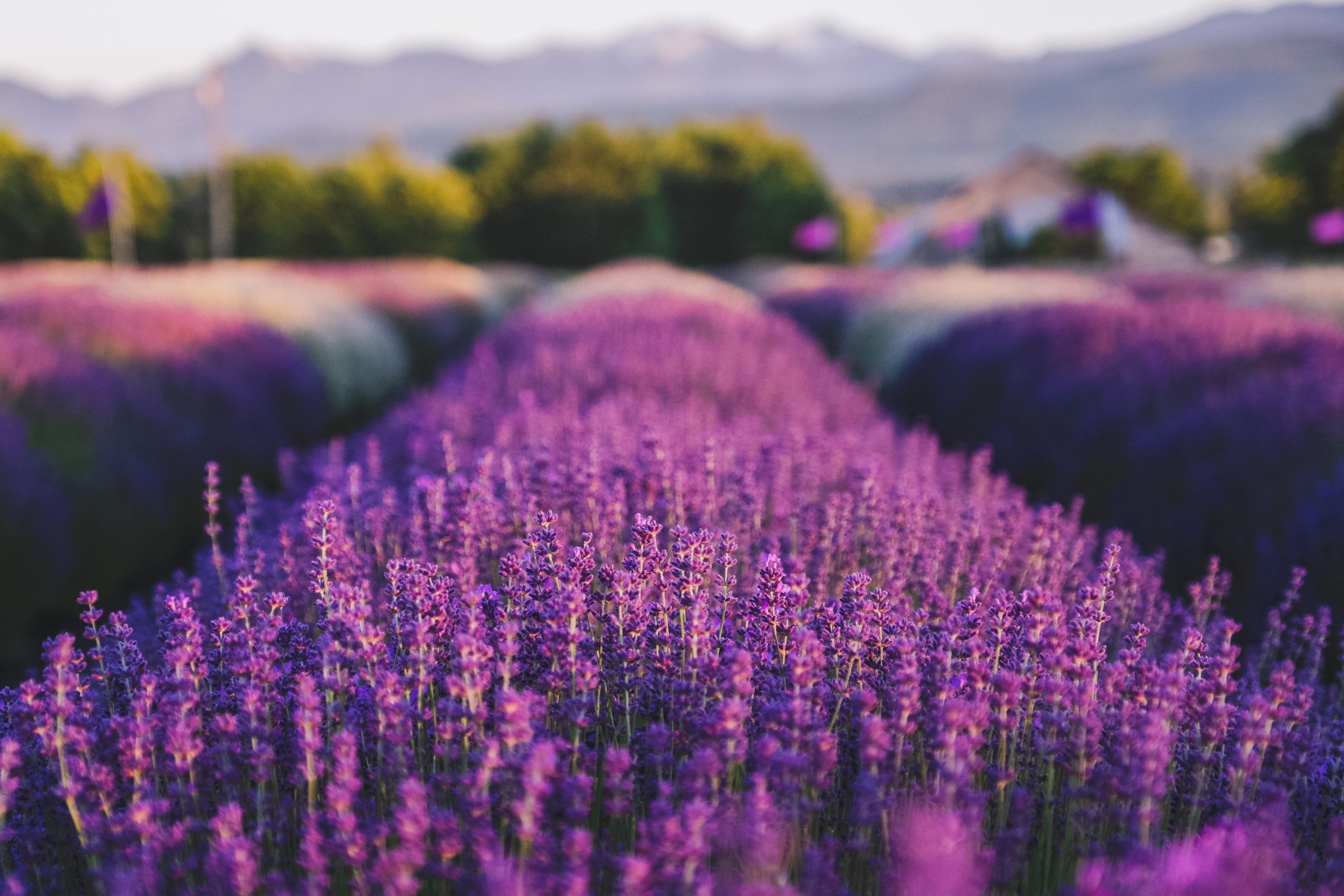 Lavender you can eat, B&B family farm, Sequim, Culinary herb, 2560x1710 HD Desktop