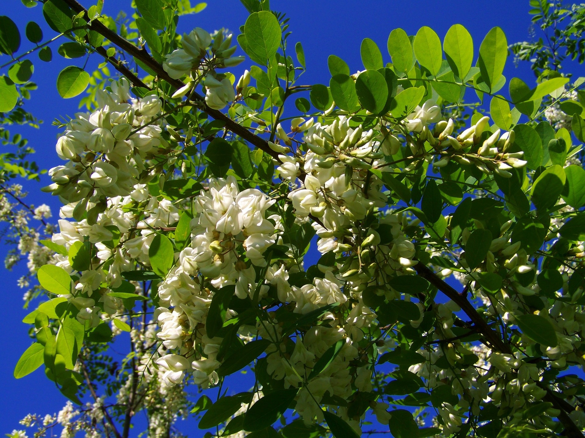 Miele di acacia, Aristeo's honey, Sweet delicacy, Acacia nectar, 1920x1440 HD Desktop