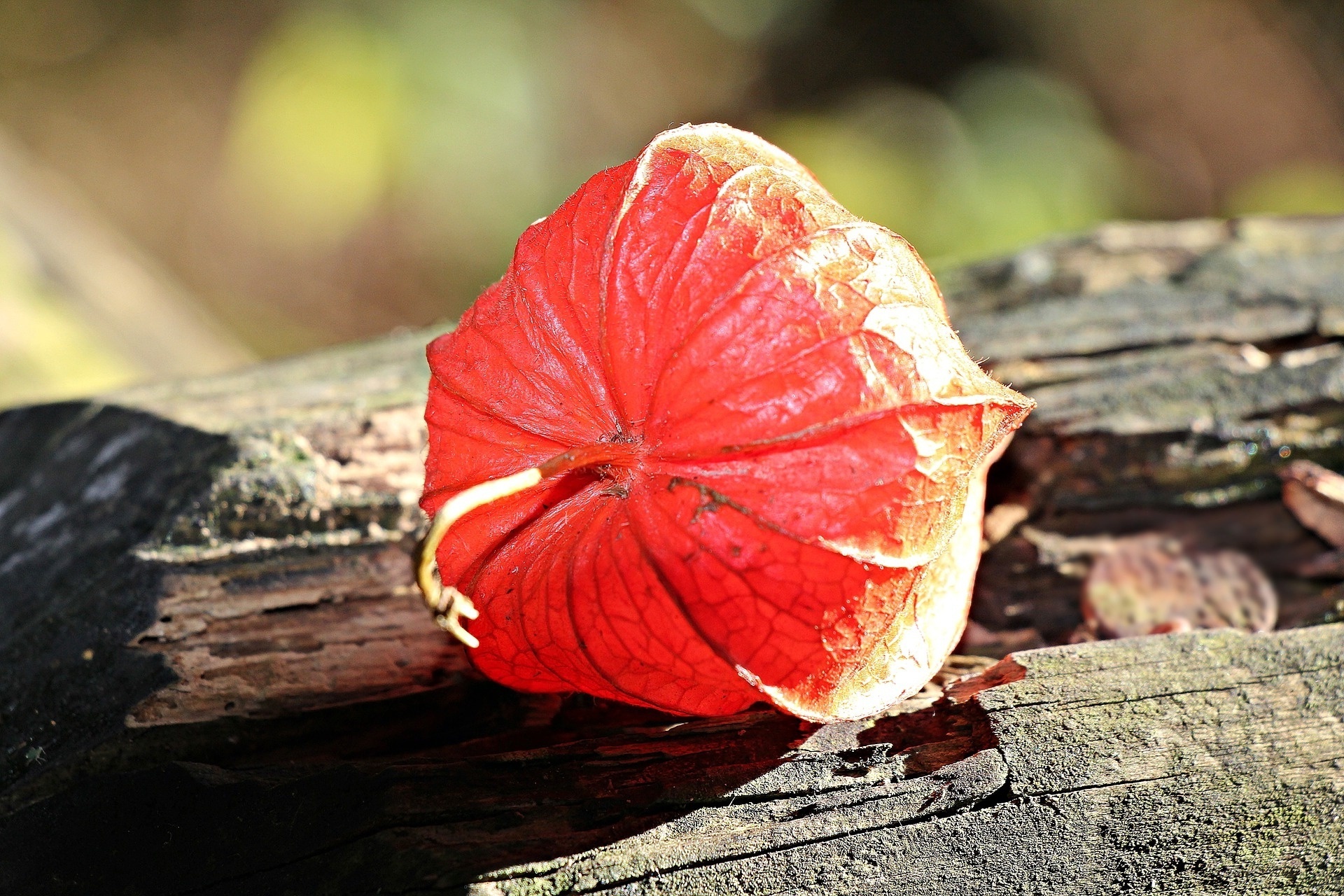 Food, Physalis plant, Red fruit, Sunlight, 1920x1280 HD Desktop