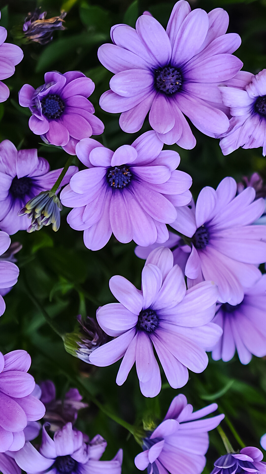 Purple daisy flowers, UHD wallpaper, Floral enchantment, Vibrant blossoms, 1080x1920 Full HD Phone