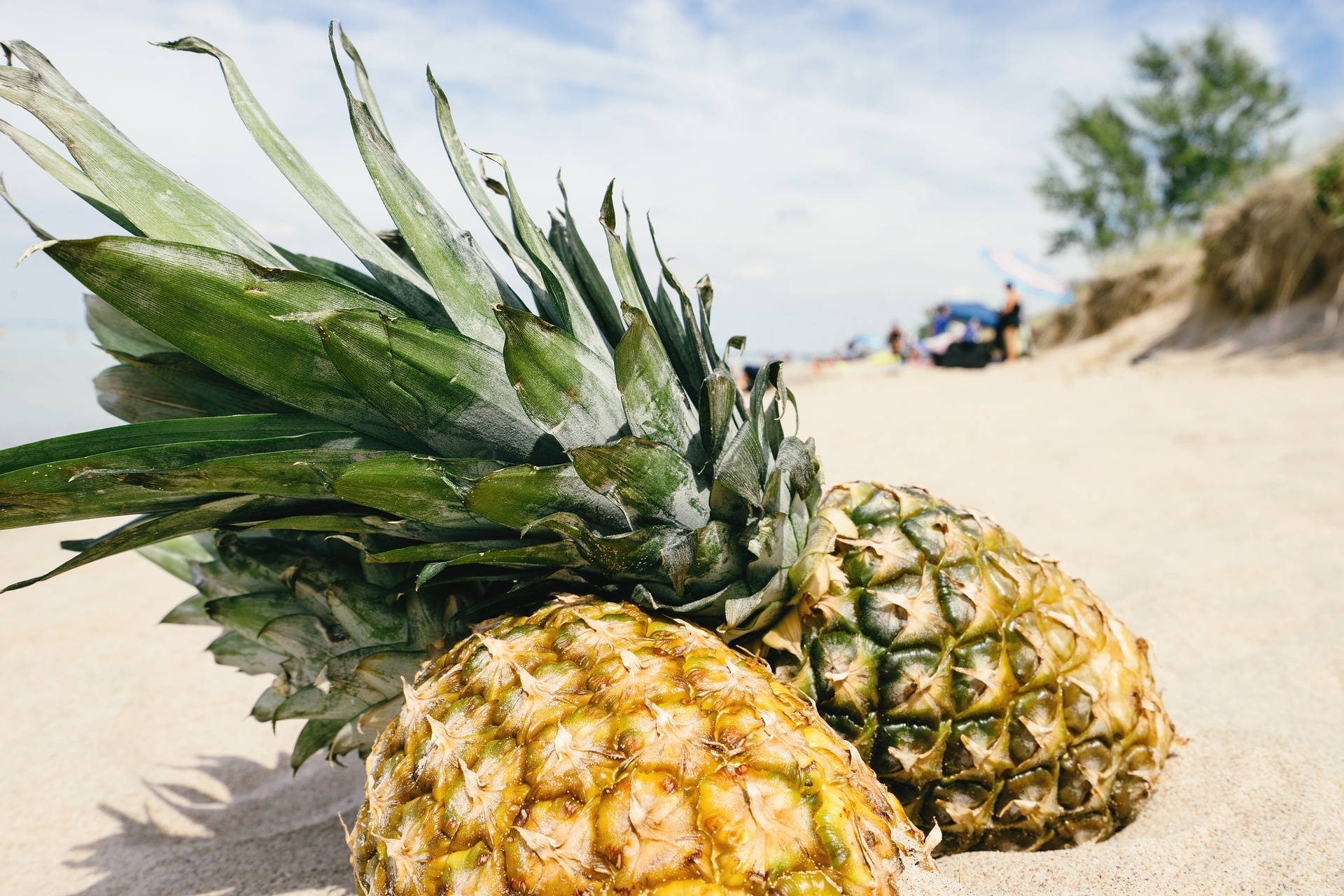 Exotic food, Tropical food, Supplier, Netherlands, 1920x1280 HD Desktop