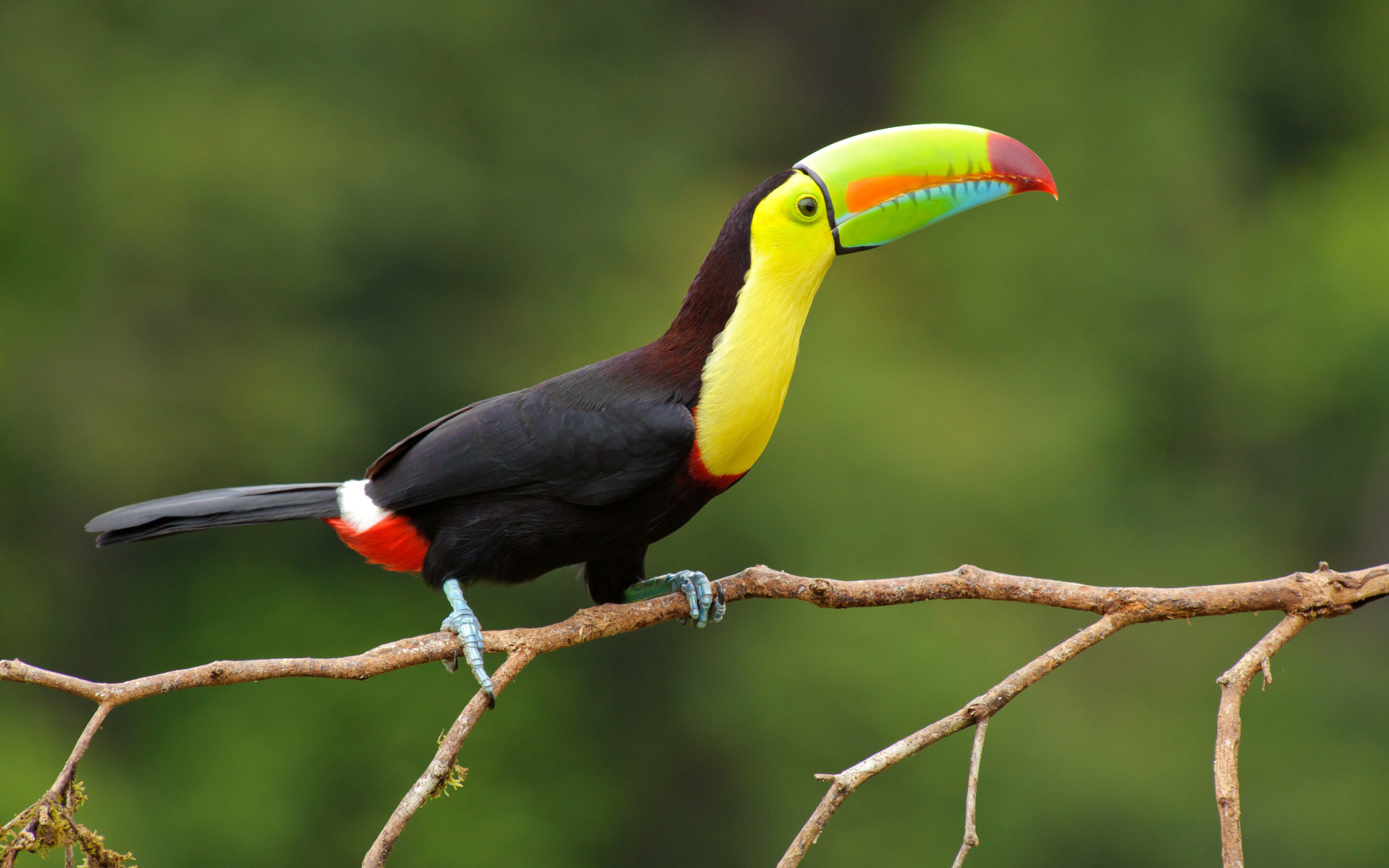 Desktop wallpaper, Majestic toucan, Exotic bird, Stunning image, 1920x1200 HD Desktop