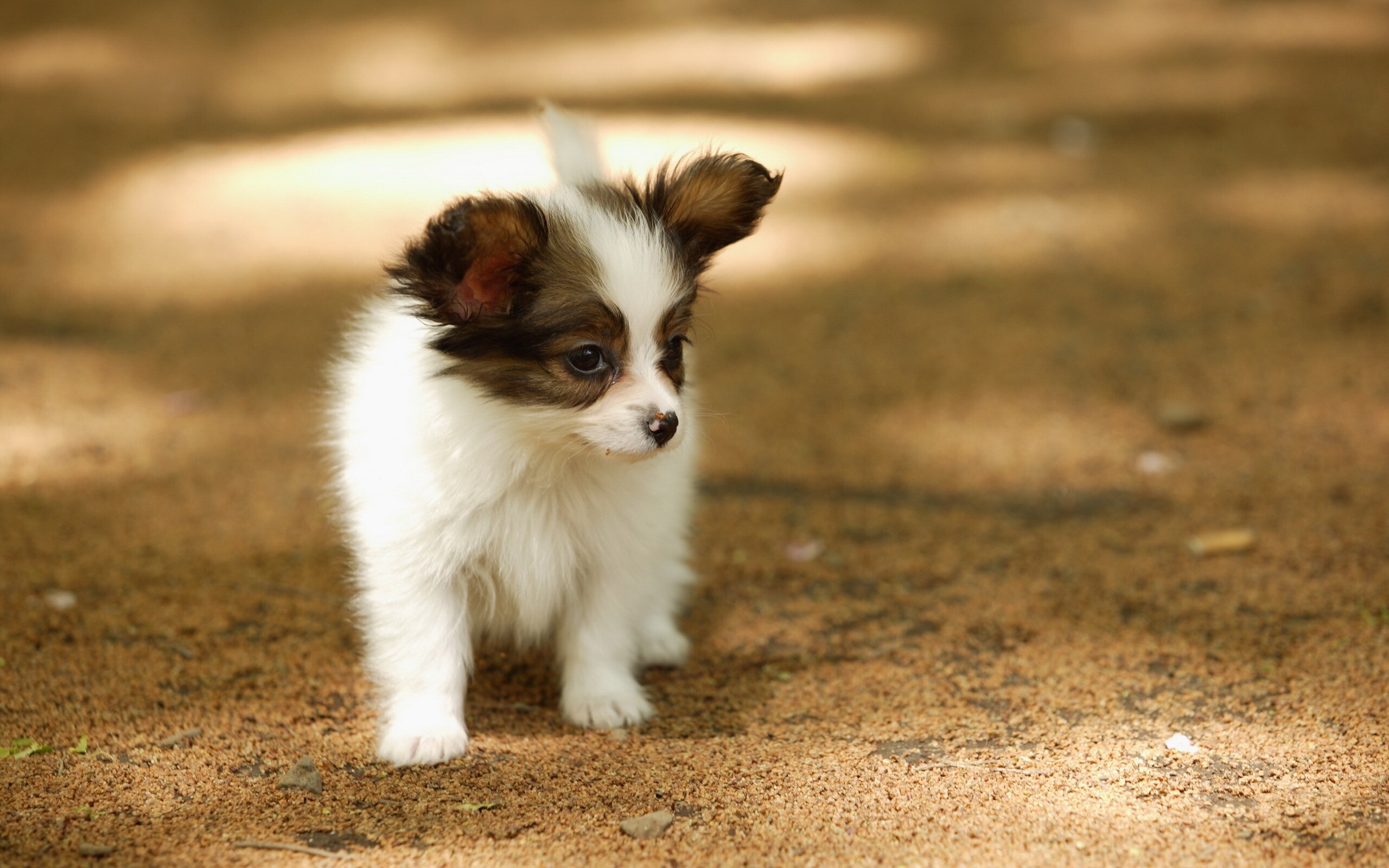 Papillon Dog, Adorable puppy, Toy spaniel breed, High-quality pictures, 2560x1600 HD Desktop