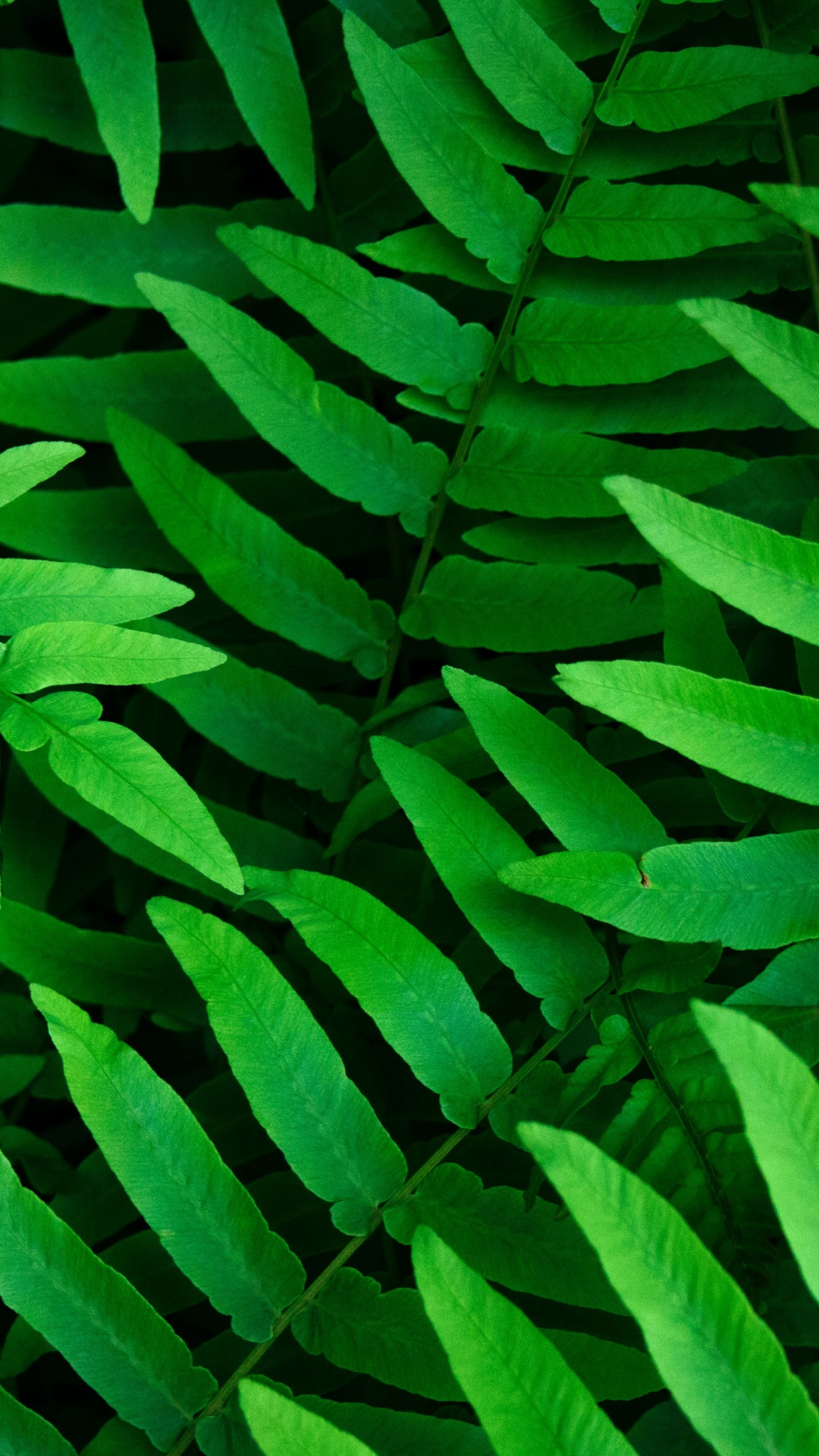 Green leaves wallpaper, Ferns and leaf, Spring closeup, Nature's beauty, 1440x2560 HD Phone