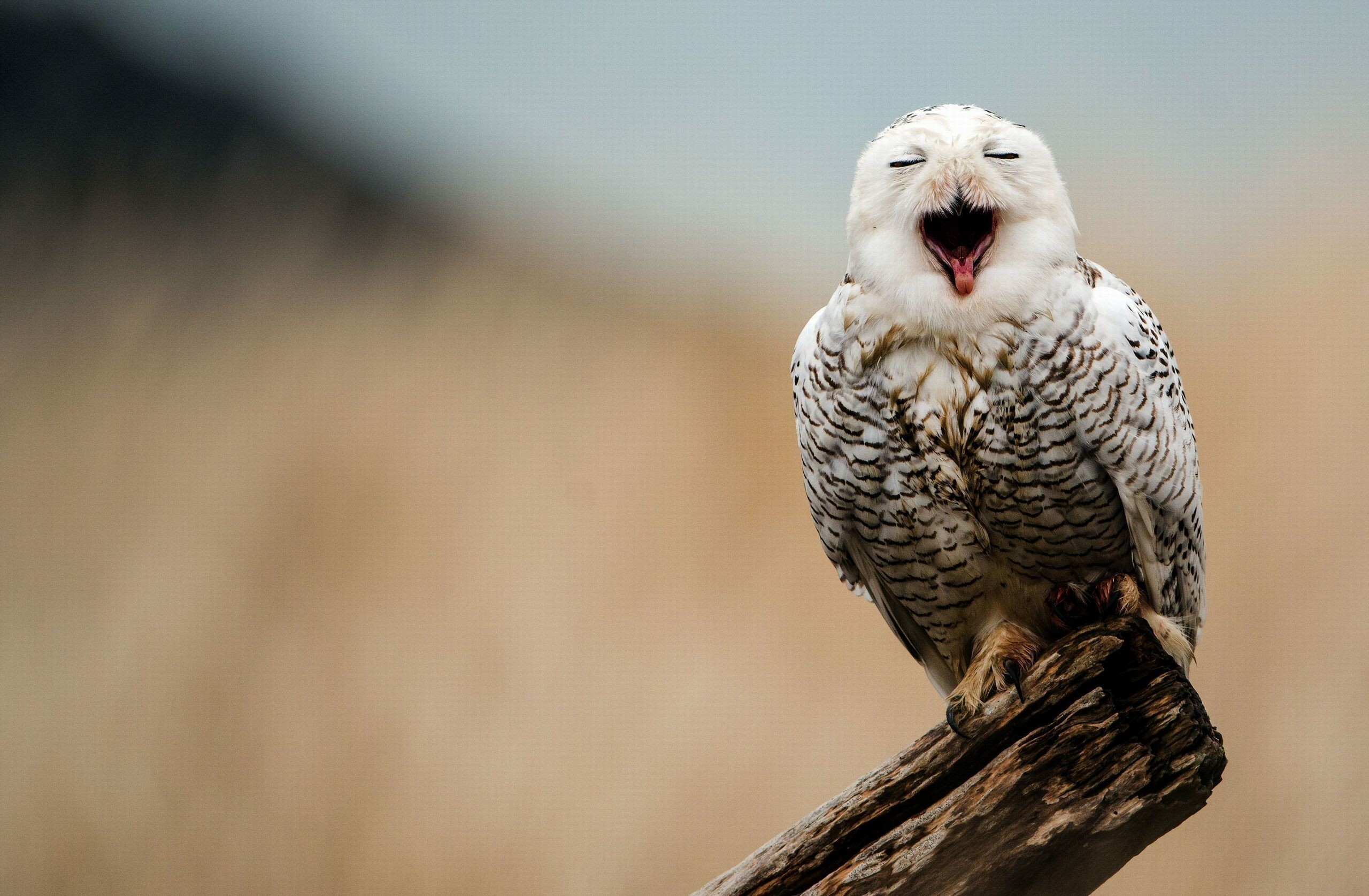 Snowy owl, Owls Wallpaper, 2560x1680 HD Desktop