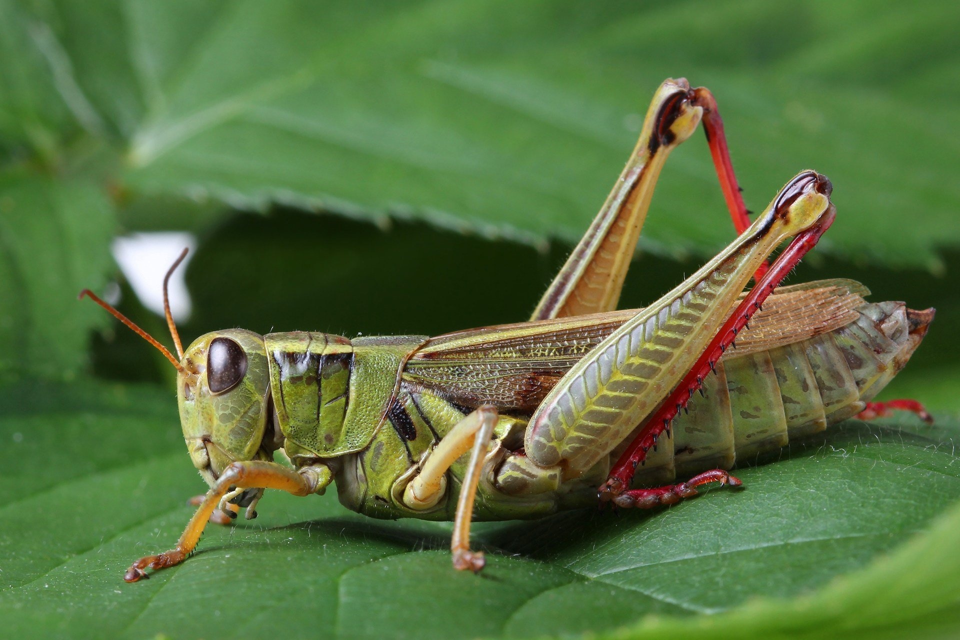 The two-striped, Grasshoppers Wallpaper, 1920x1280 HD Desktop