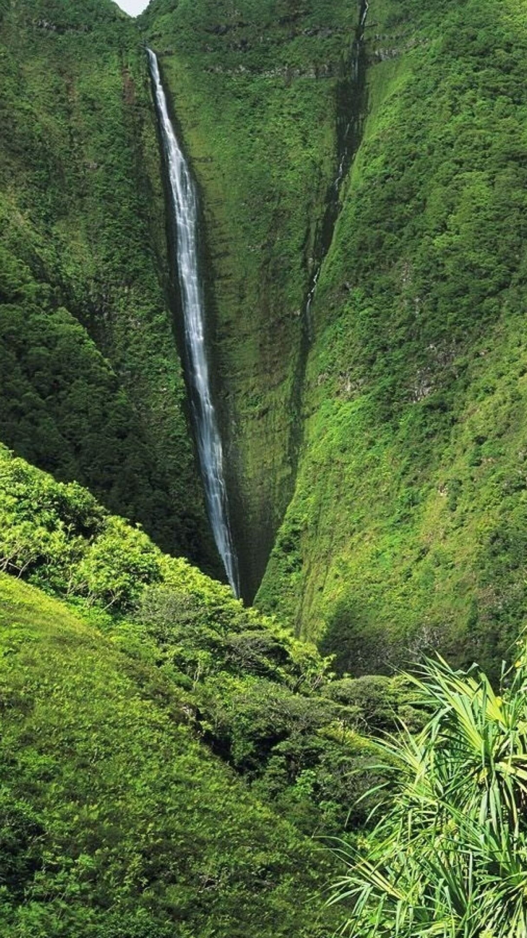 Breathtaking jungle, HD wallpaper, Uplifting greenery, Vibrant nature, 1080x1920 Full HD Phone