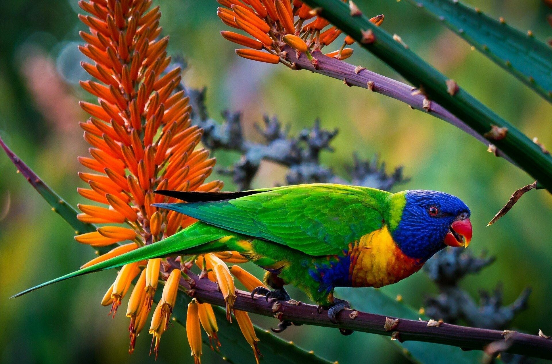 Rainbow Lorikeet, Parrots Wallpaper, 1920x1270 HD Desktop