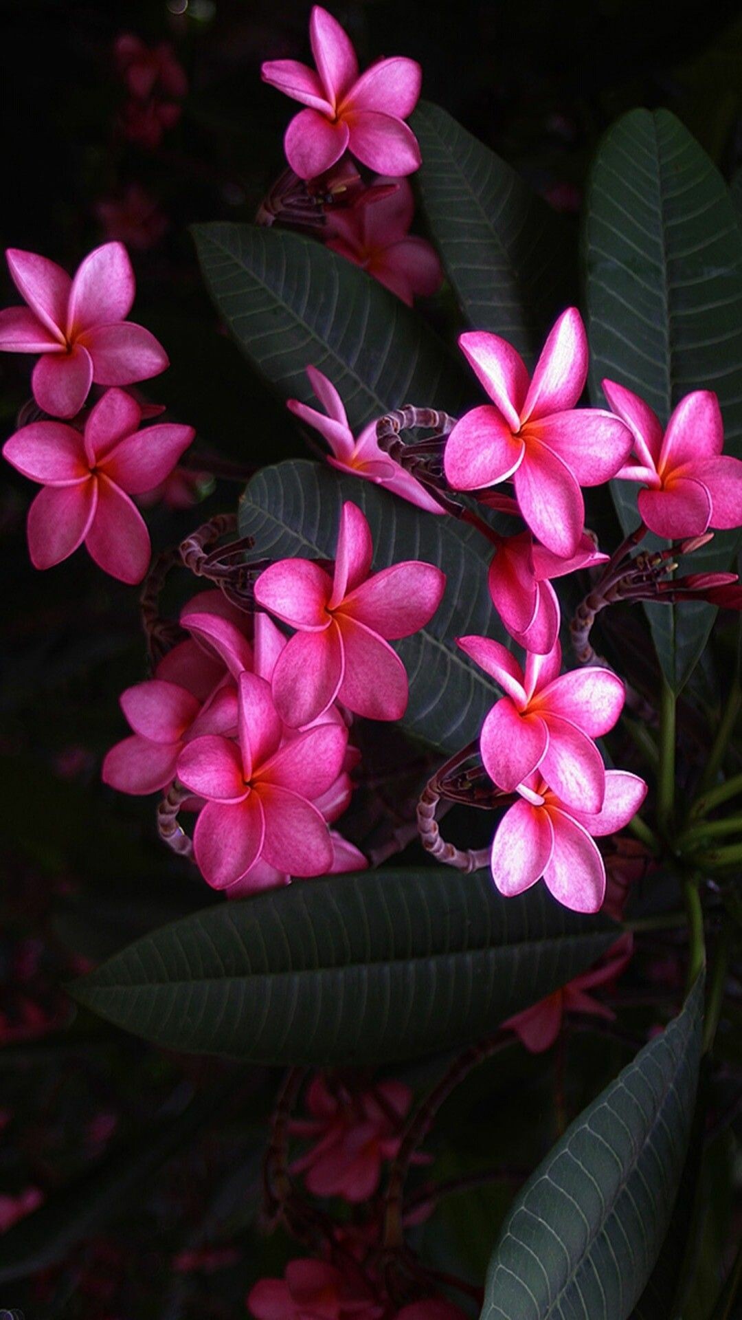 Pink frangipani flowers, iPhone wallpaper, Yellow flower beauty, Stunning backgrounds, 1080x1920 Full HD Phone