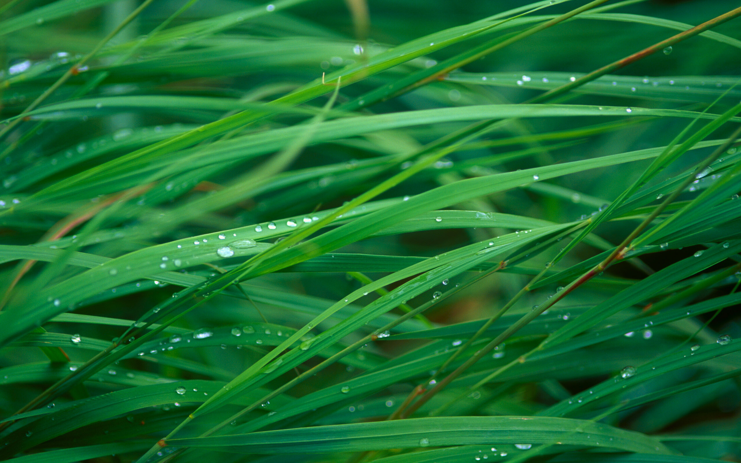 Green grass blades background, Nature's carpet, Fresh and lush, Desktop's delight, 2560x1600 HD Desktop