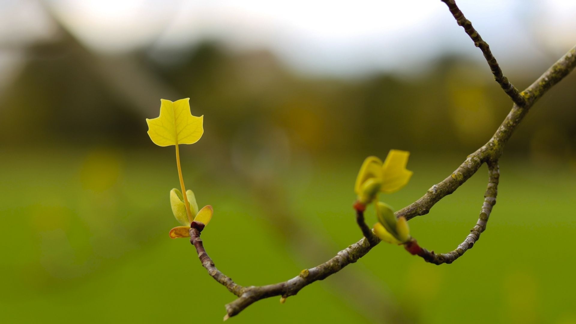 Tree with Tulips, Arbor Day Blog, 1920x1080 Full HD Desktop