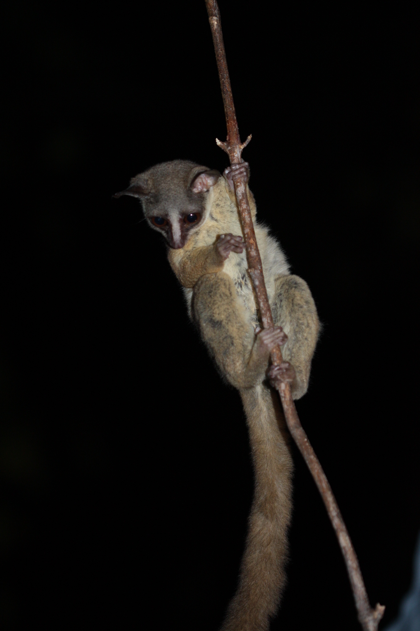 Bush Baby (Galago), Zanzibar bushbaby inaturalist, Galagoides zanzibaricus, Wildlife photography, 1370x2050 HD Phone
