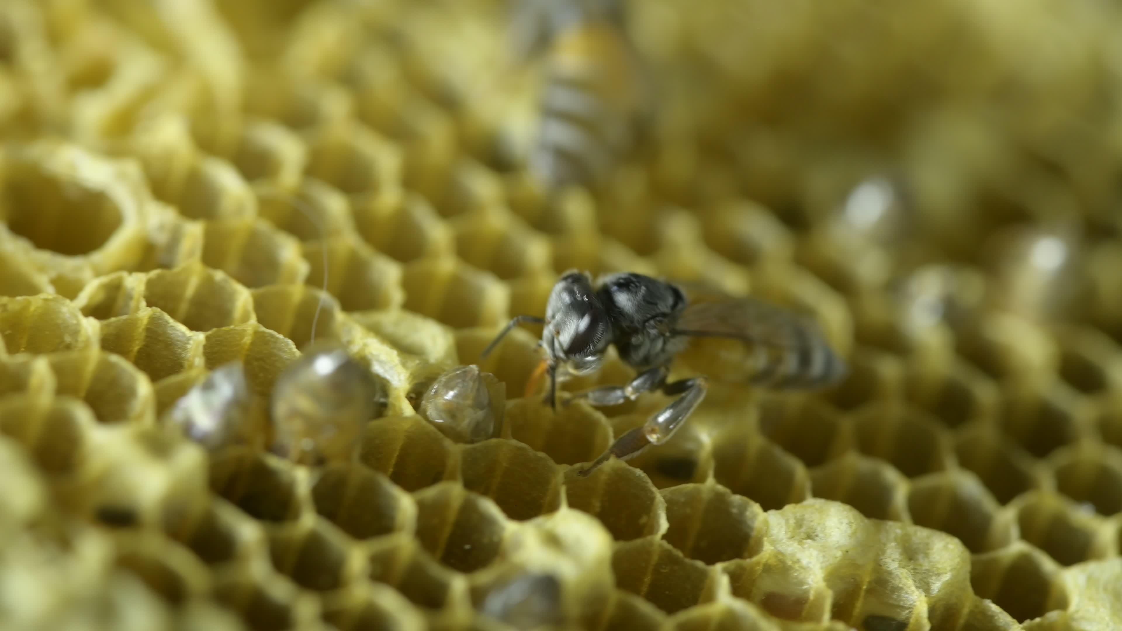 Beehive, Free stock footage, Bee activities, Nature video, 3840x2160 4K Desktop