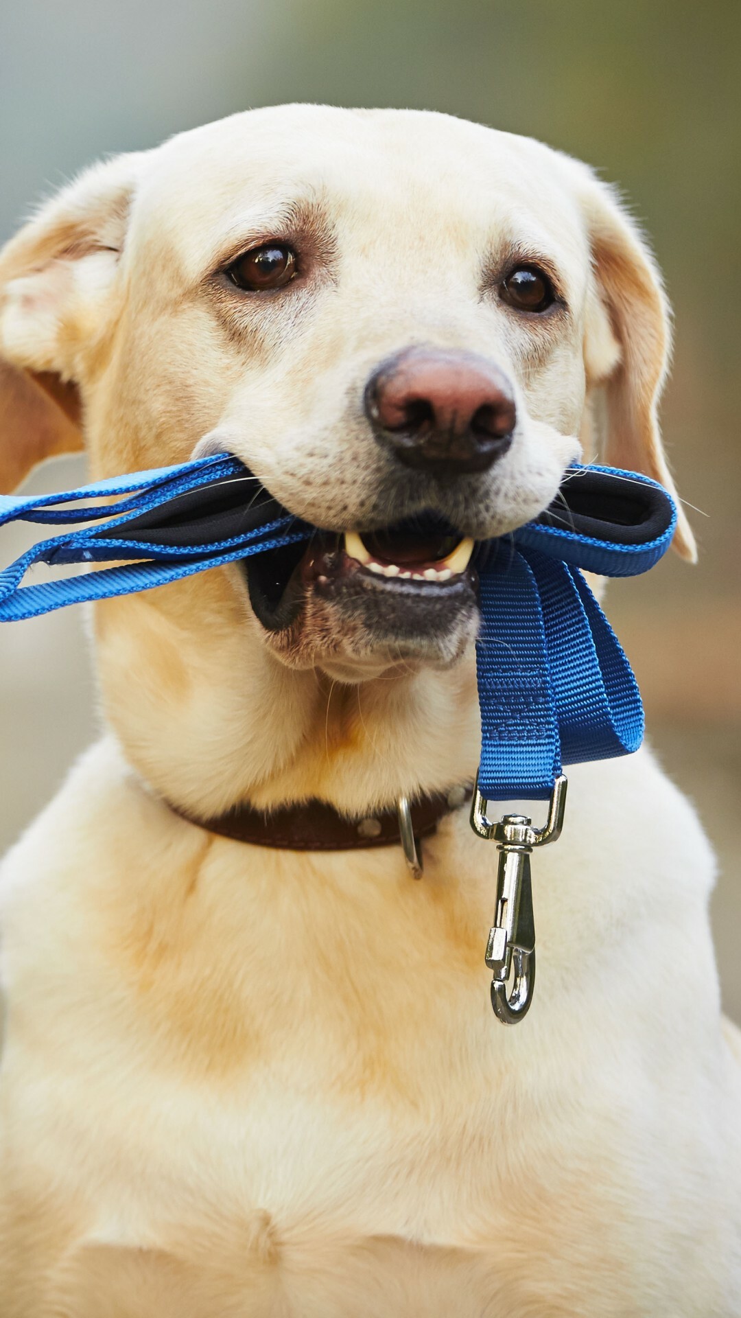 Wallpaper, Labrador dog, Funny animal pictures, Heartwarming images, 1080x1920 Full HD Phone
