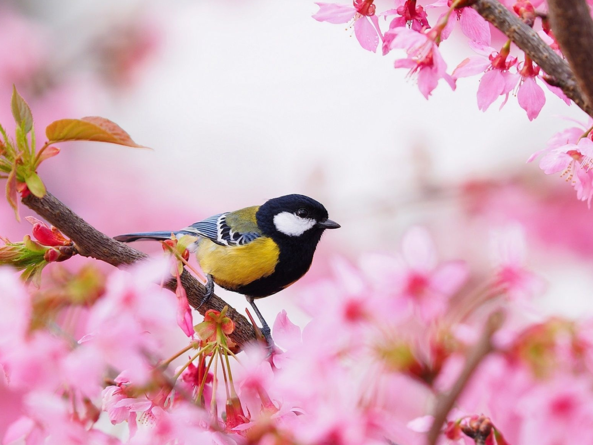 Bird spring, 4K HD wallpapers, Backgrounds, 1920x1440 HD Desktop