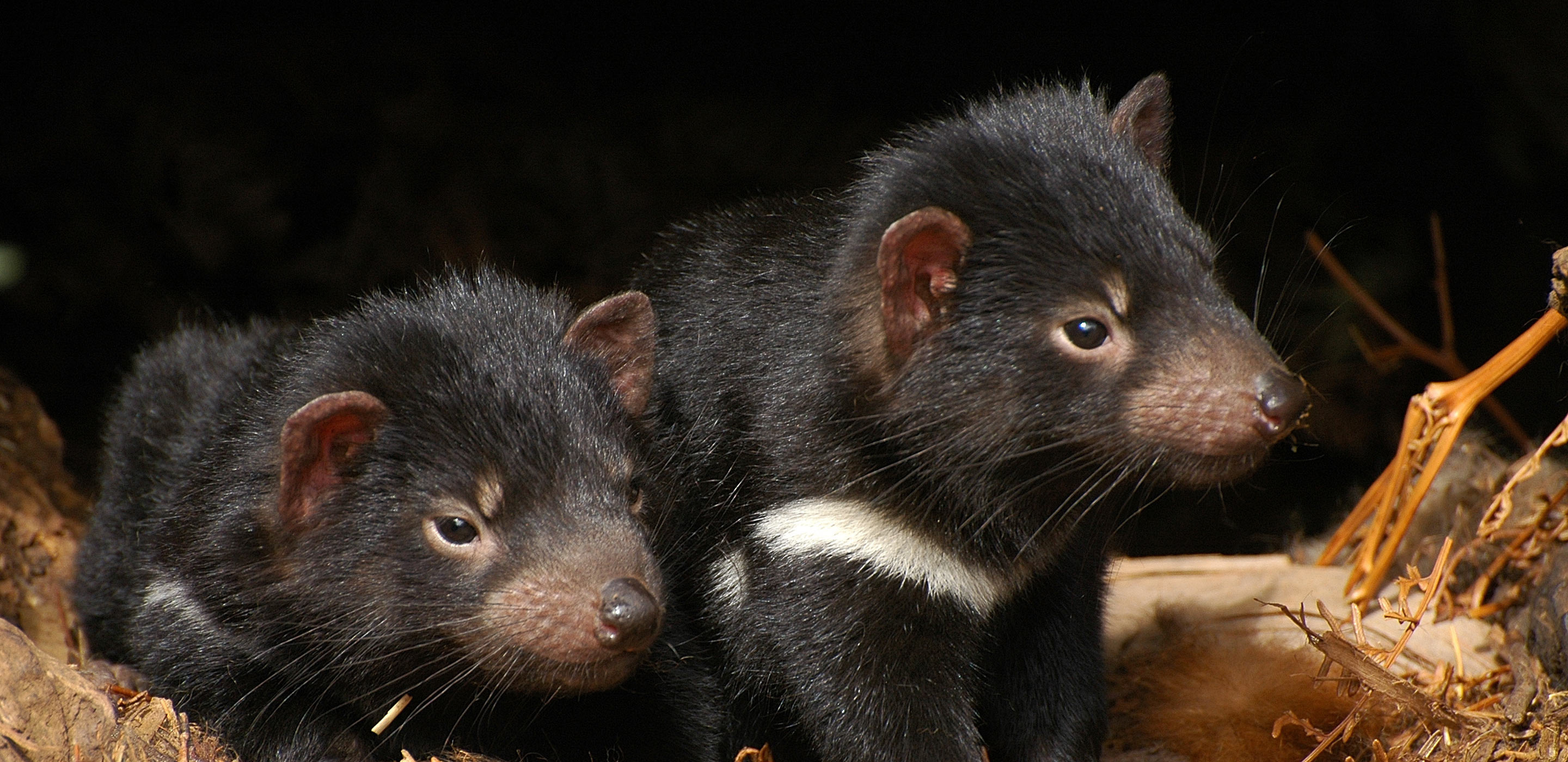 Adopt a Tasmanian Devil, Taronga Conservation Society, Wildlife adoption program, Support Tasmanian Devil conservation, 2880x1400 Dual Screen Desktop