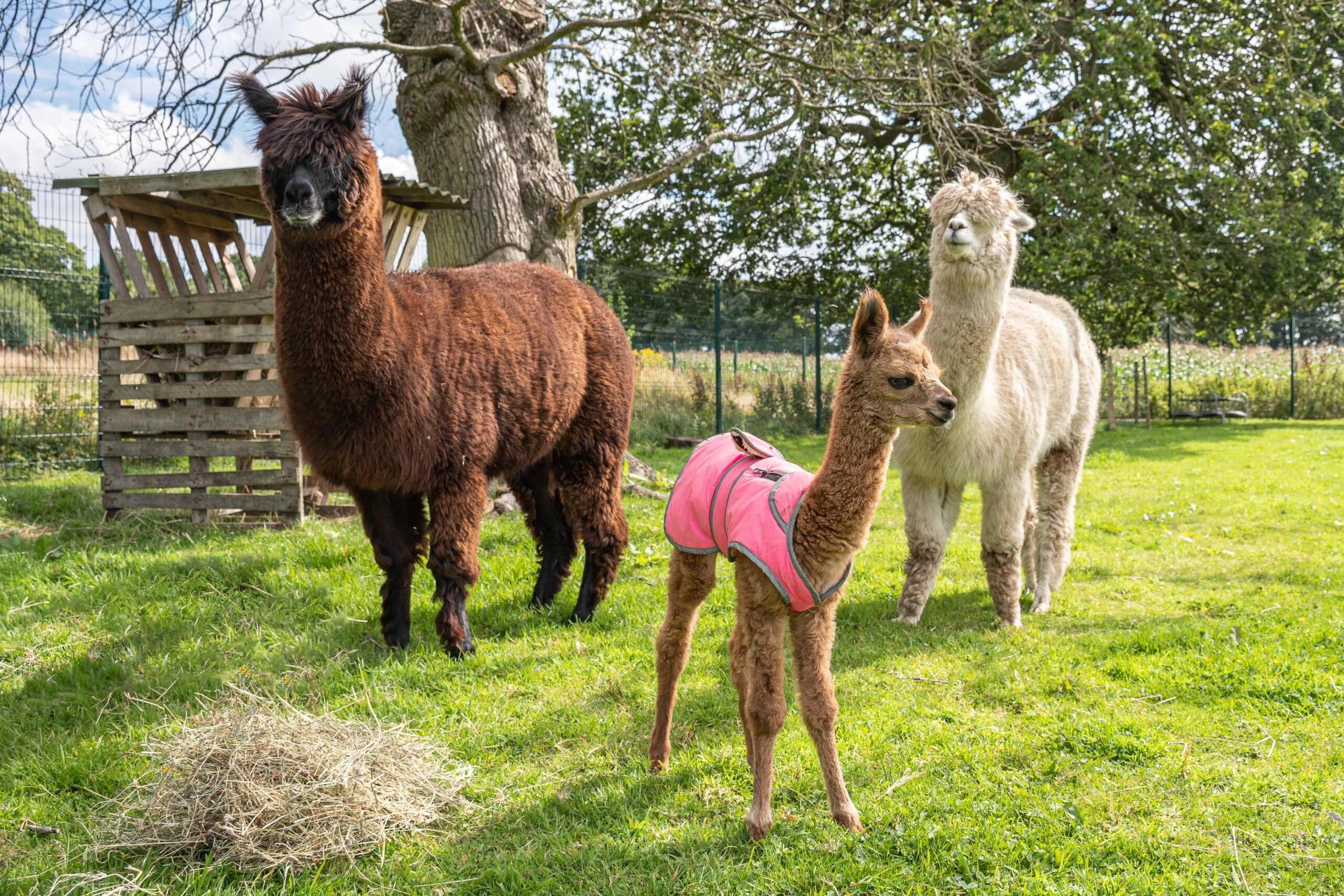 Surprise baby alpaca, Heartwarming birth, Touching story, Autism awareness, 2560x1710 HD Desktop