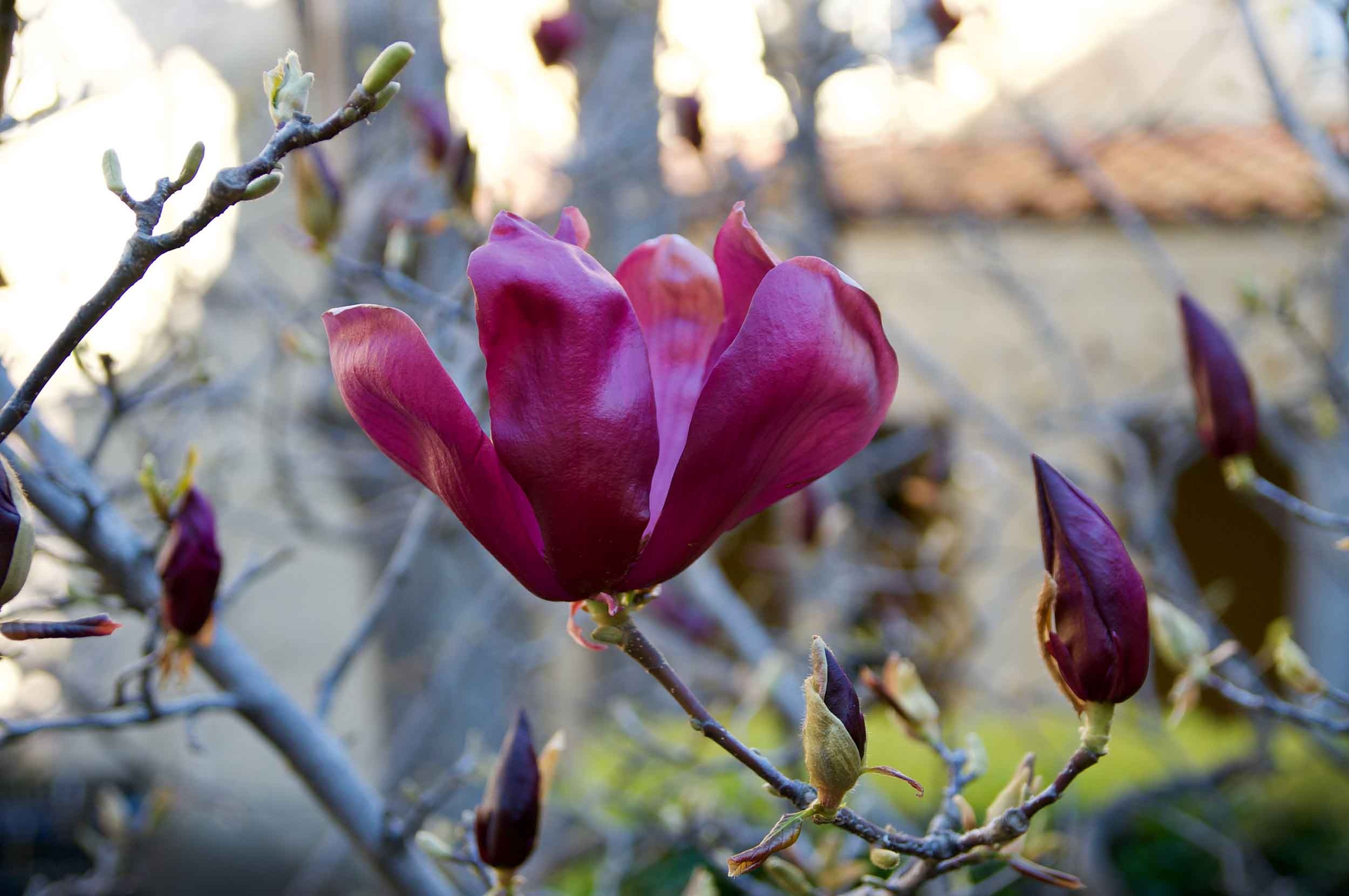 Magnolia Liliiflora, Lily Magnolia, Stanford, Environs, 2500x1670 HD Desktop