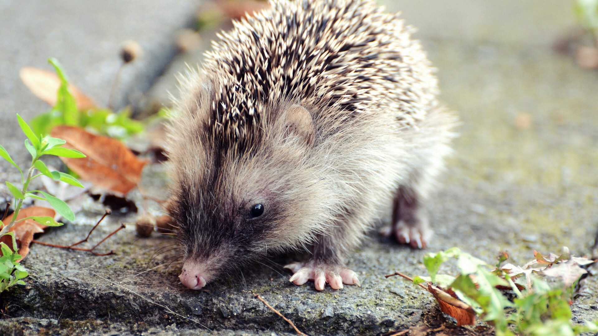 Cute hedgehog wallpapers, Desktop background, 1920x1080 Full HD Desktop