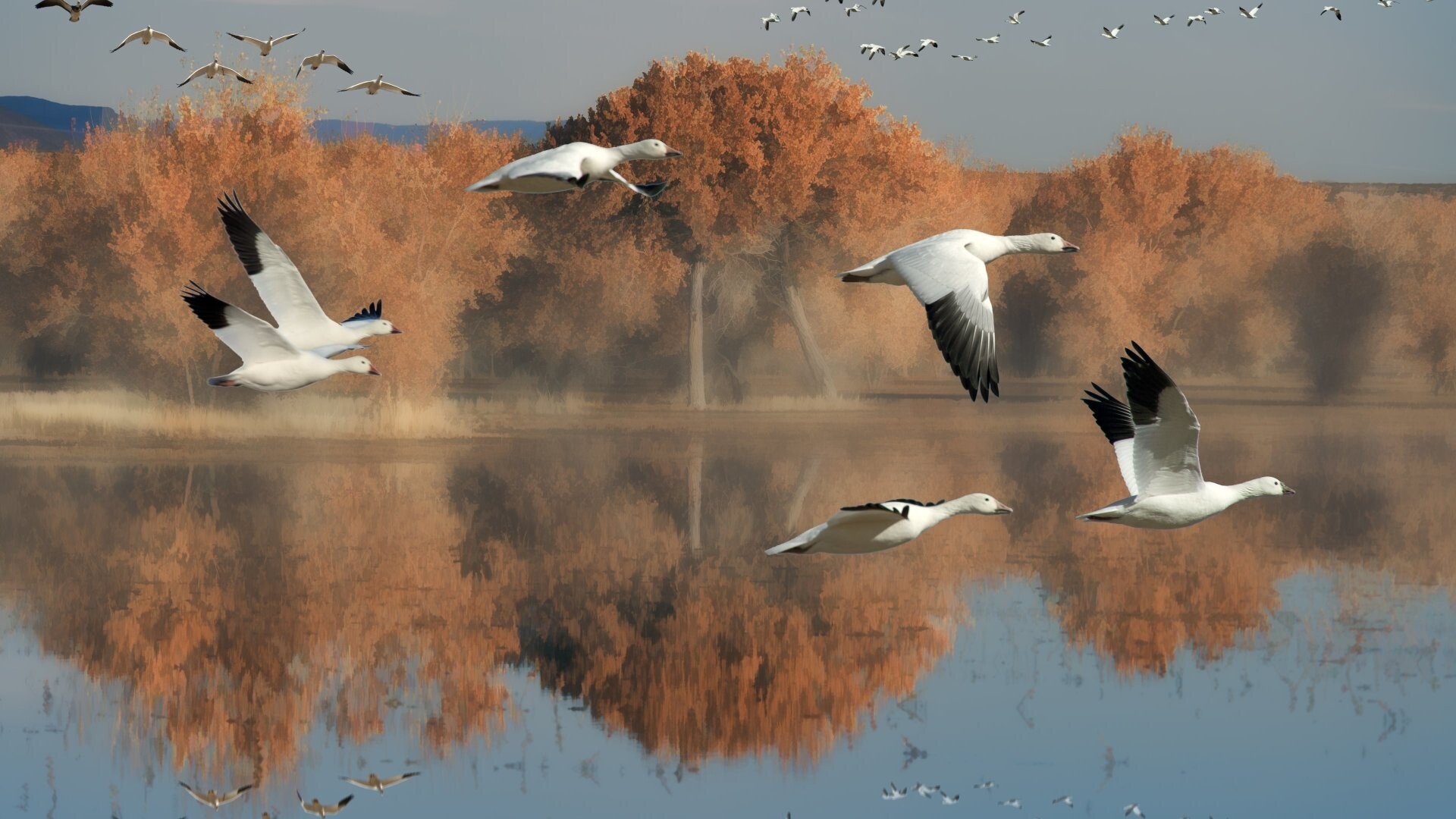 20 goose wallpapers in 4K, Stunning images, Captivating backgrounds, Nature's wonders, 1920x1080 Full HD Desktop