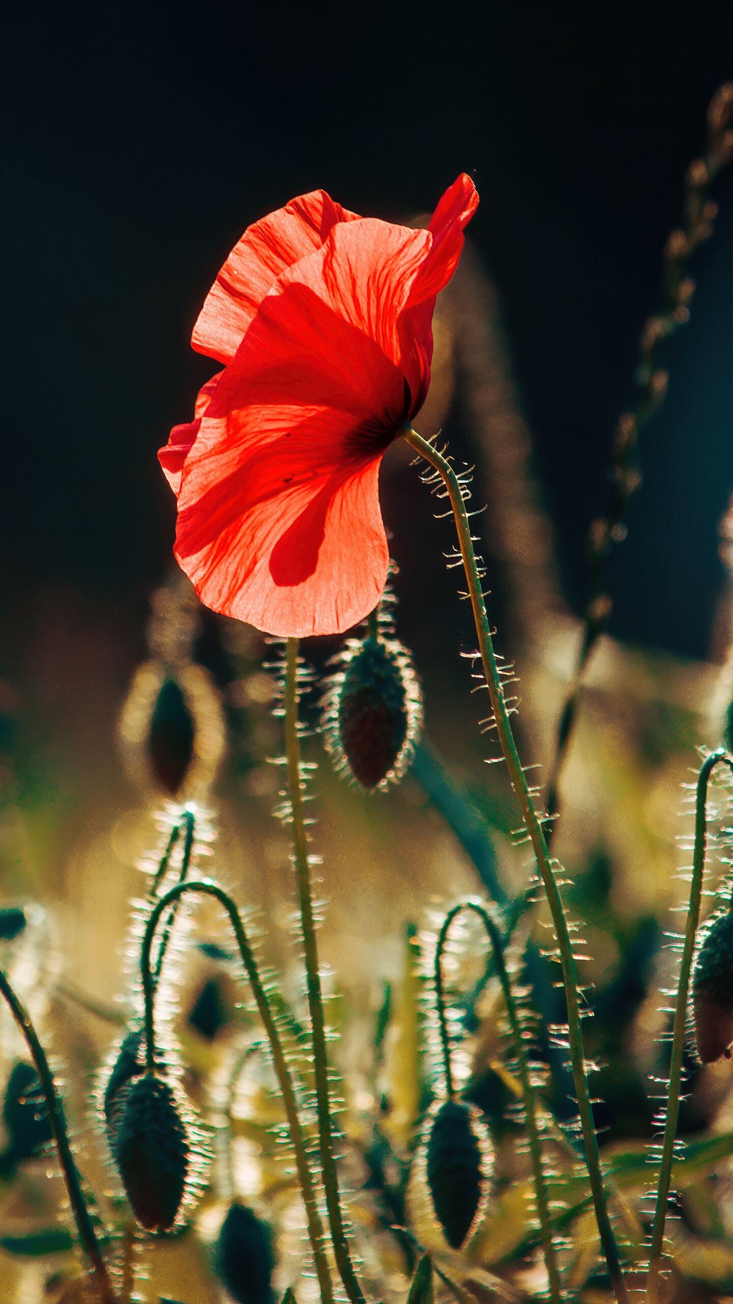 Poppy flower wallpaper, Blooming landscape, Vibrant blooms, Nature's beauty, 1440x2560 HD Phone