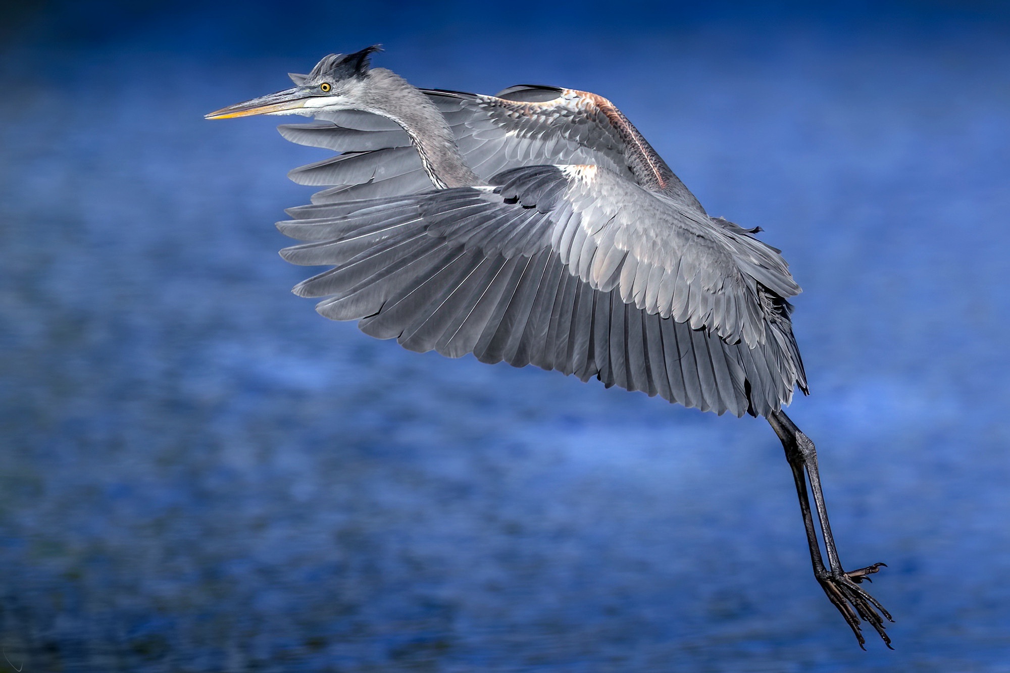 Beautiful heron, Avian elegance, Photography gems, Nature's wonders, 2000x1340 HD Desktop