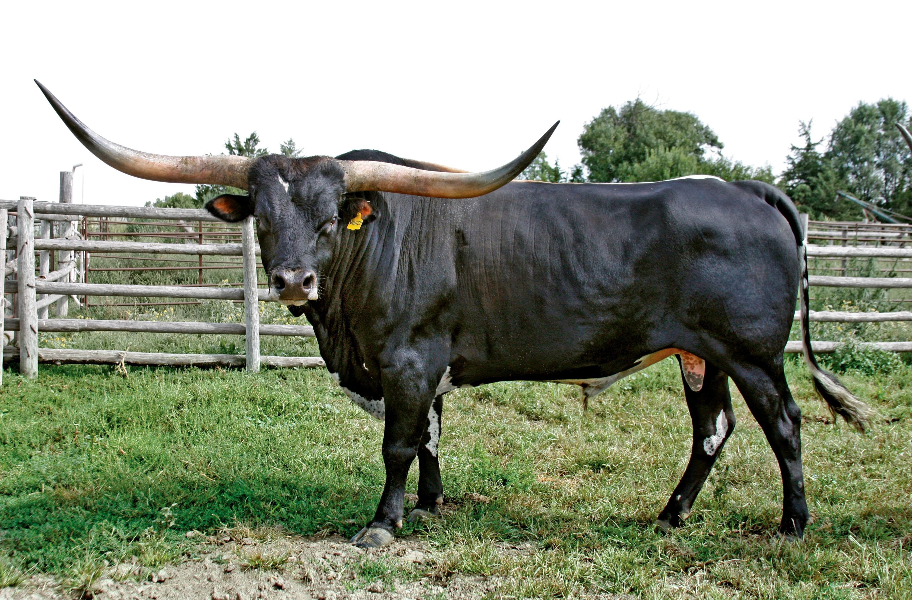 Texas Longhorn, Cow Wallpaper, 3200x2110 HD Desktop