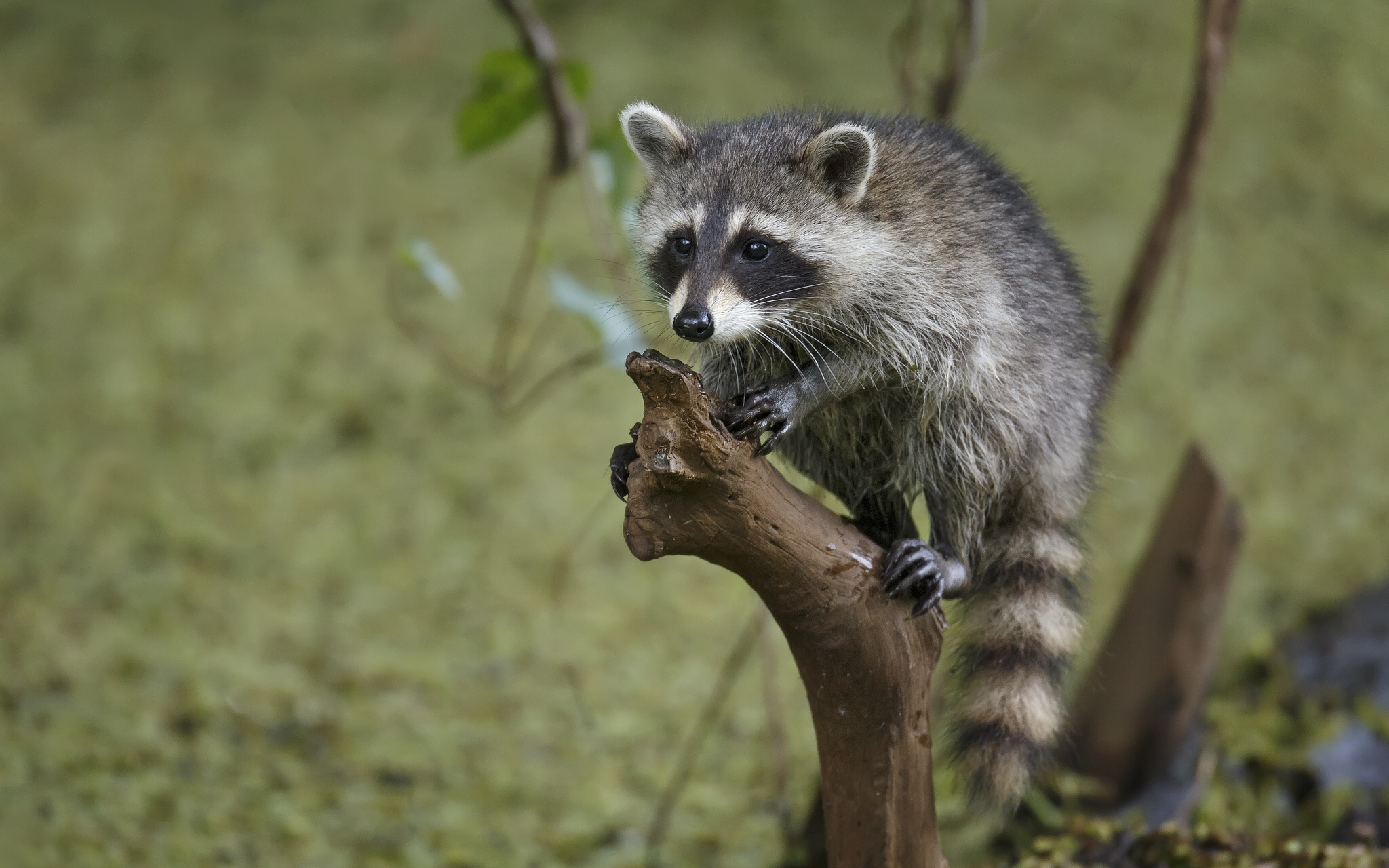 Nature's explorer, Charming creature, Desktop background, Wild and free, 2050x1280 HD Desktop