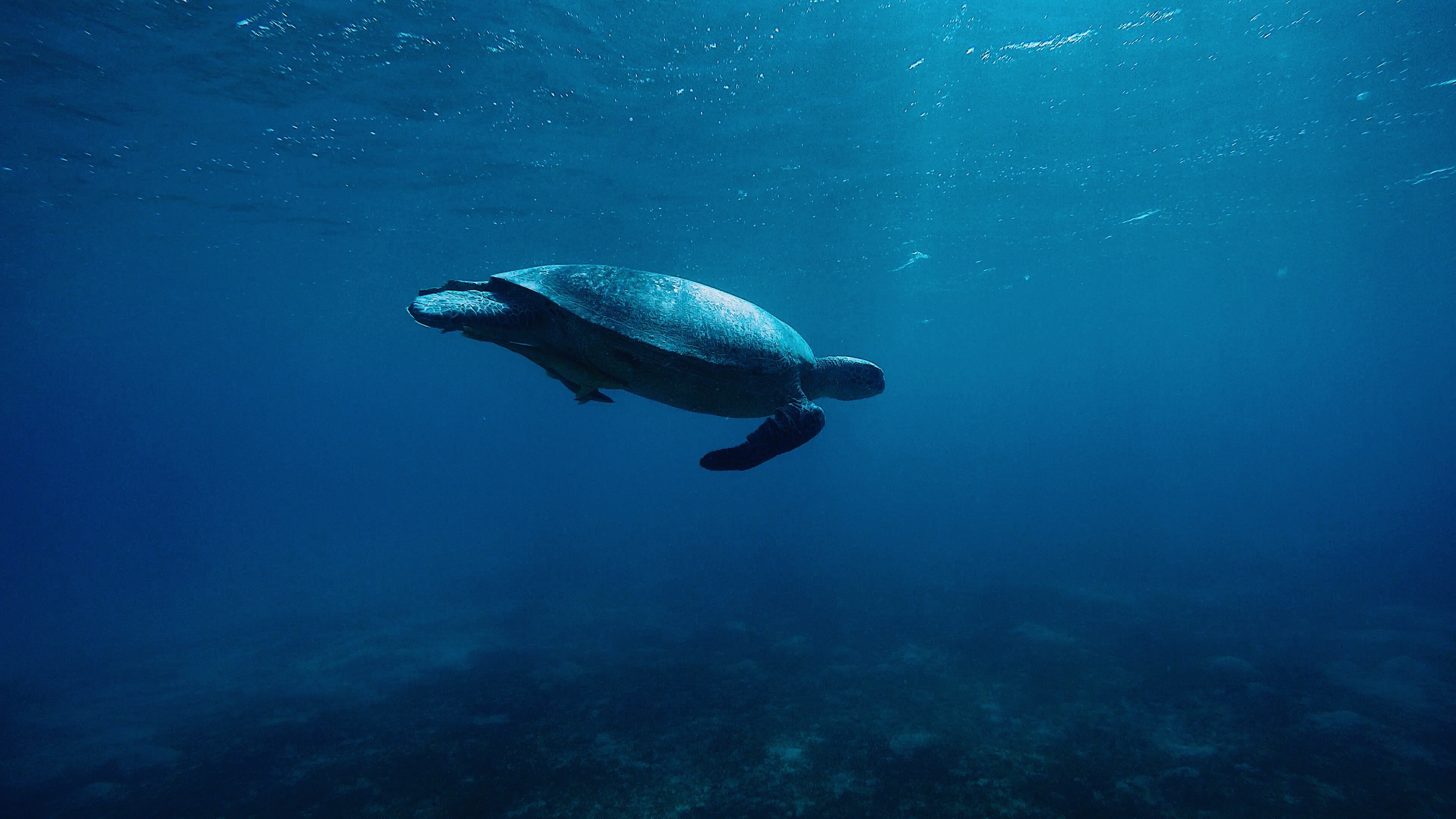 Turtle in underwater world, High-resolution wallpaper, 4K underwater wonder, Captivating visuals, 3840x2160 4K Desktop