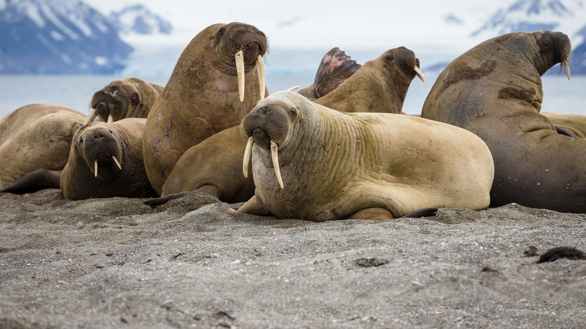 Walrus wallpapers, Marine mammal beauty, Oceanic grace, Amazing backgrounds, 1920x1080 Full HD Desktop